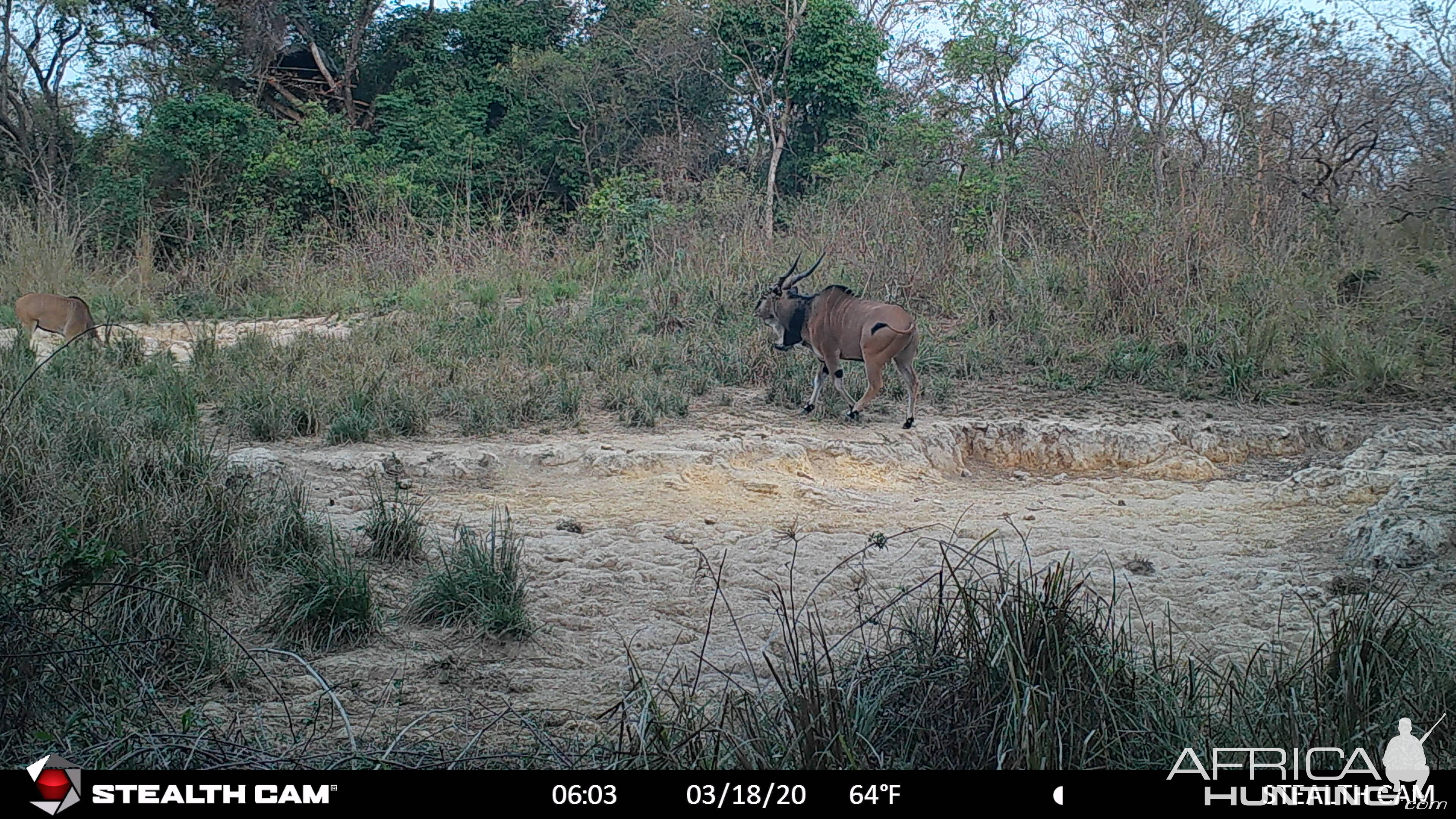 Giant eland