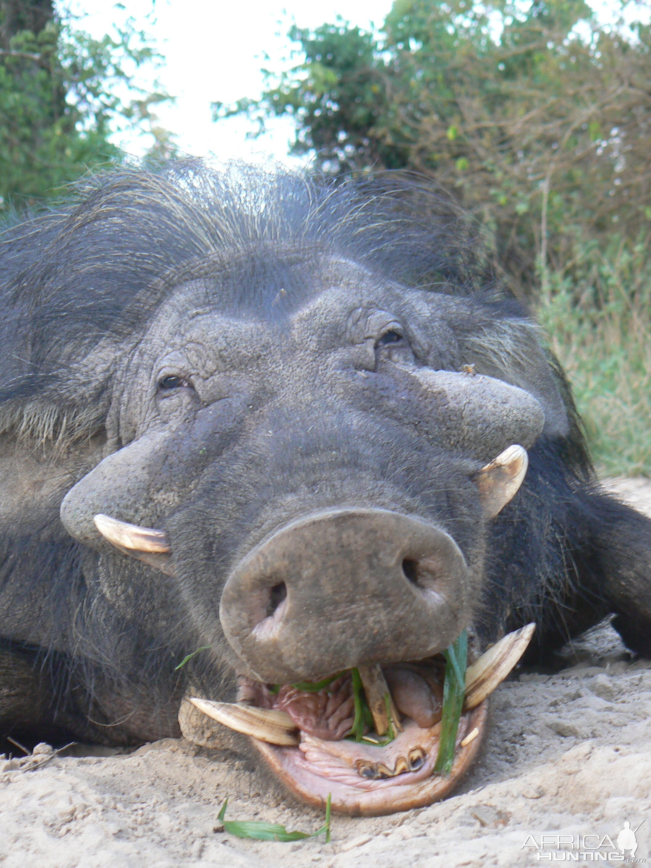 Giant forest hog 9 inches hunted in CAR