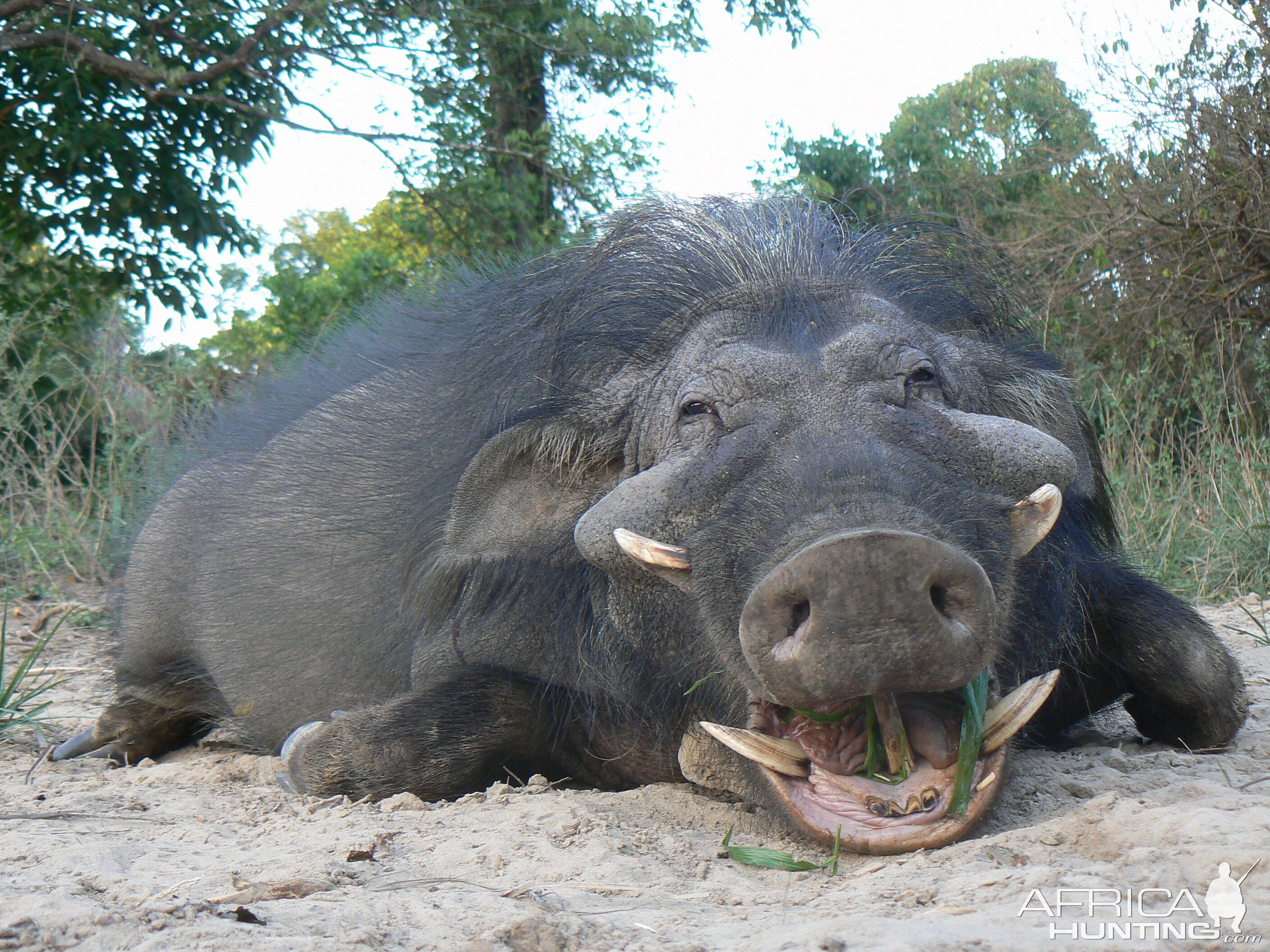 Giant forest hog 9 inches hunted in CAR