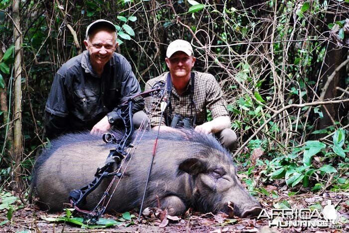 Giant Forest Hog bowhunt in CAR with CAWA