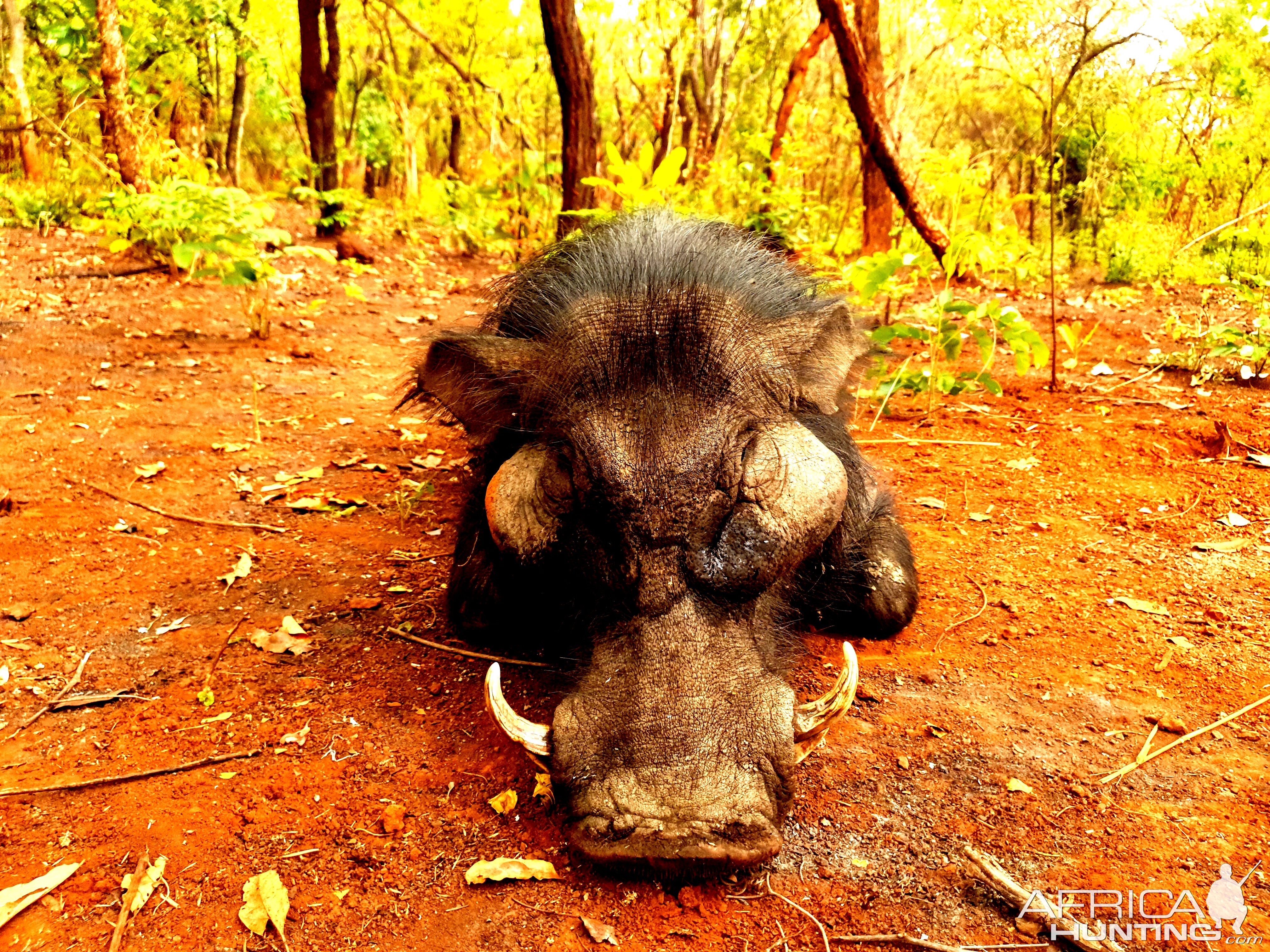 Giant Forest Hog Central African Republic