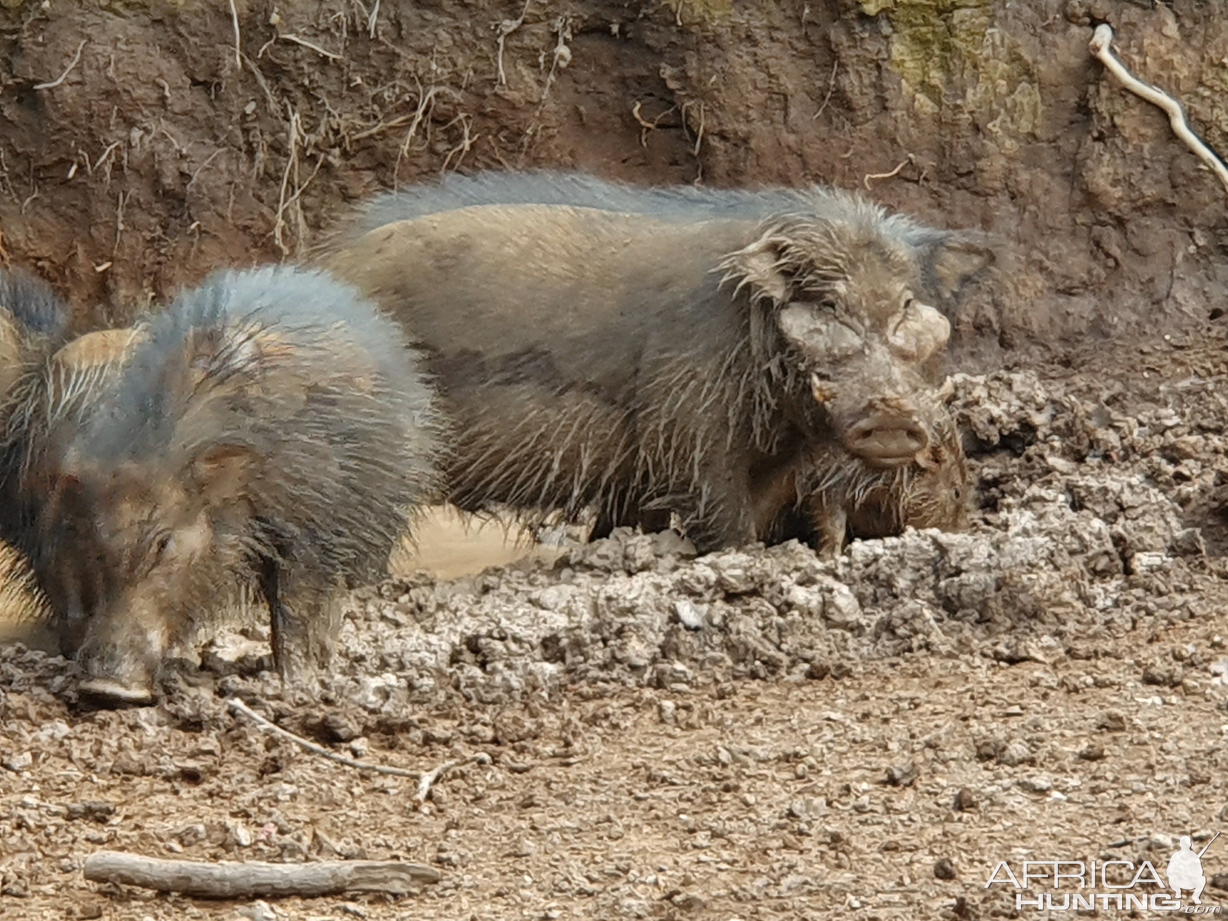 Giant Forest Hog Central African Republic