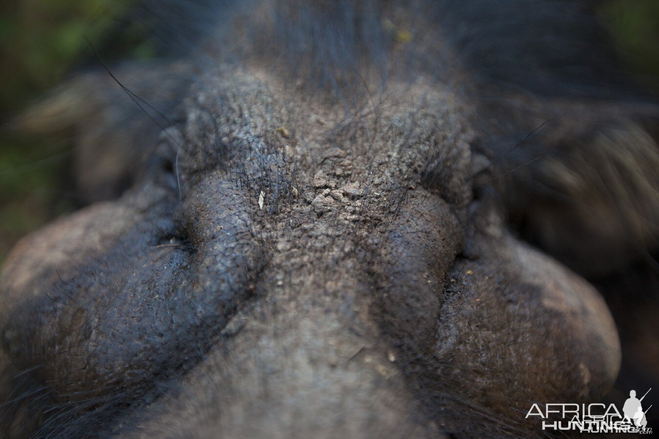 Giant Forest Hog face close up...