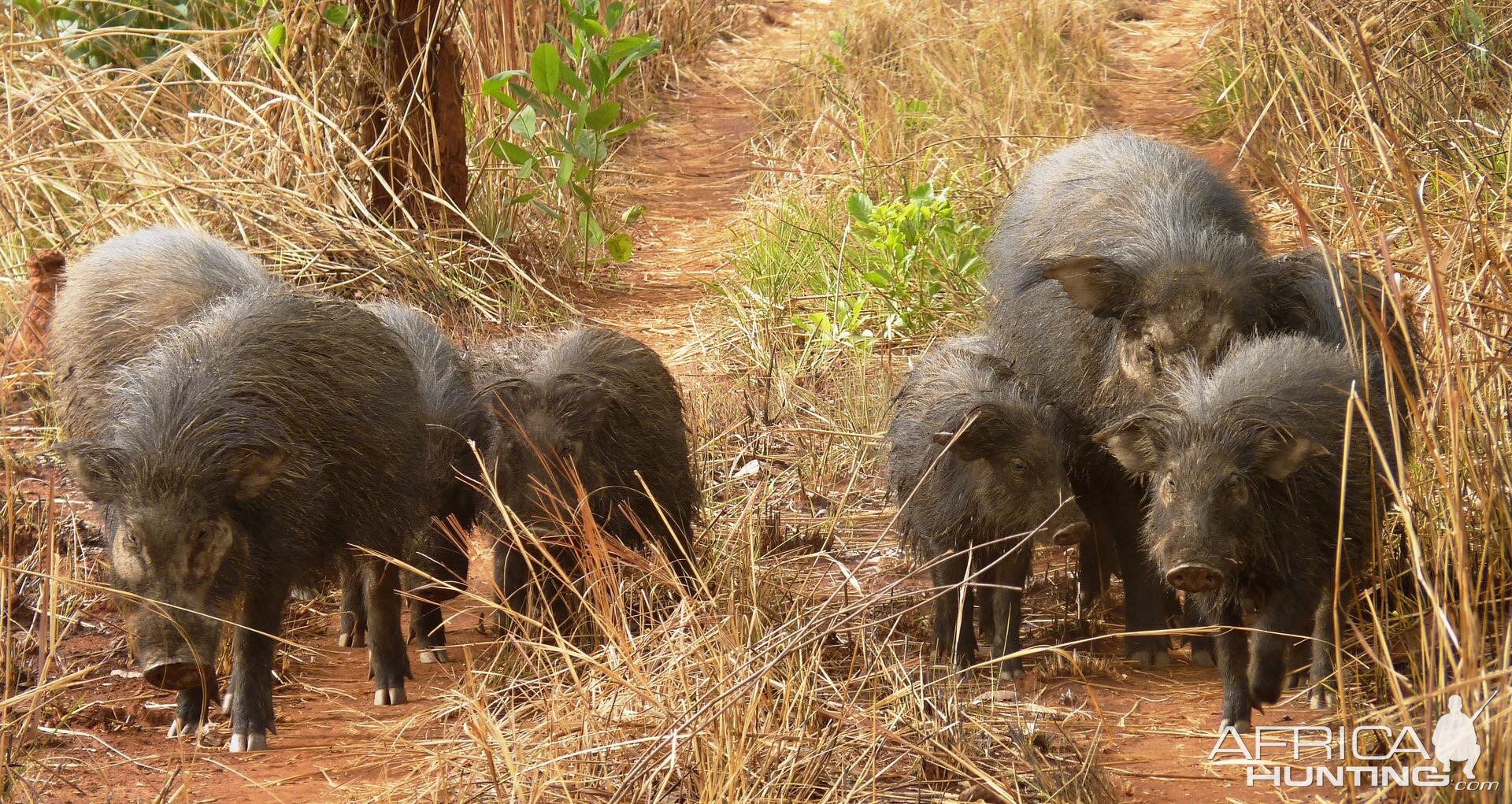 Giant Forest Hog family in CAR