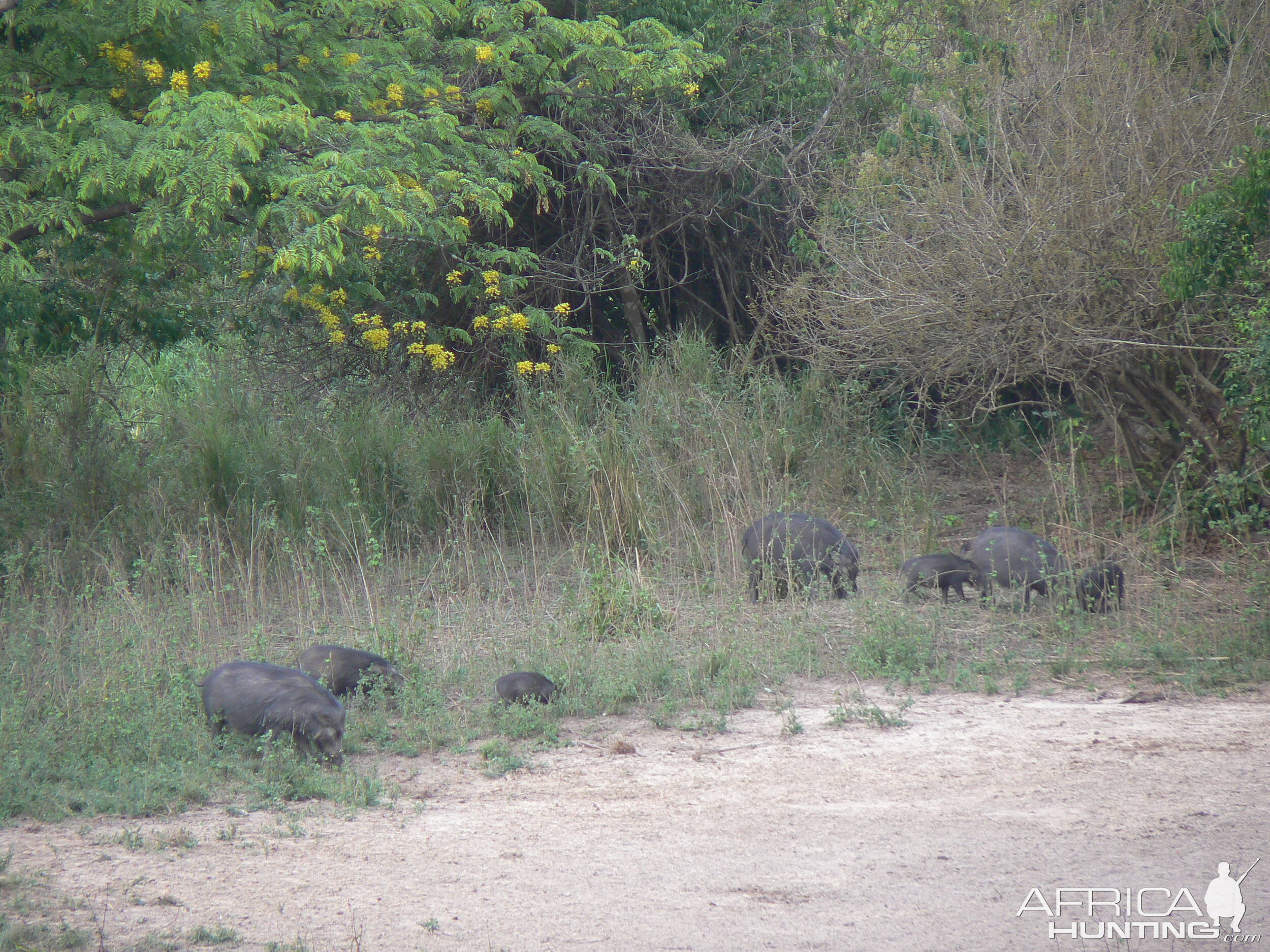 Giant forest Hog family in CAR