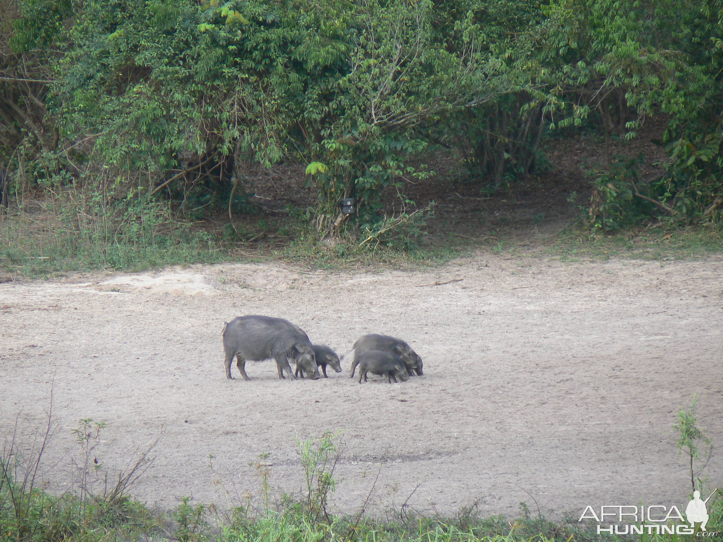 Giant forest Hog family in CAR