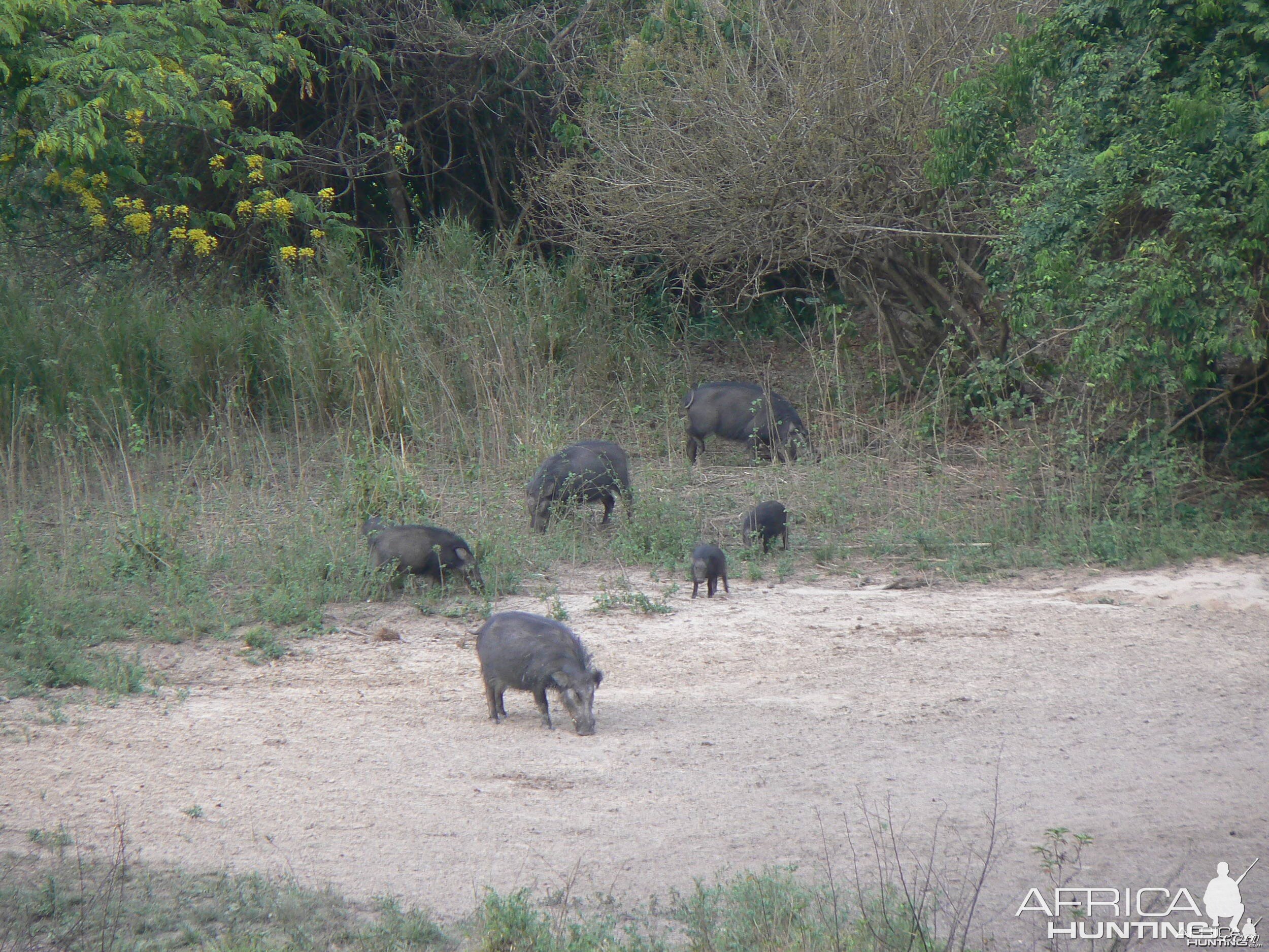 Giant Forest Hog family