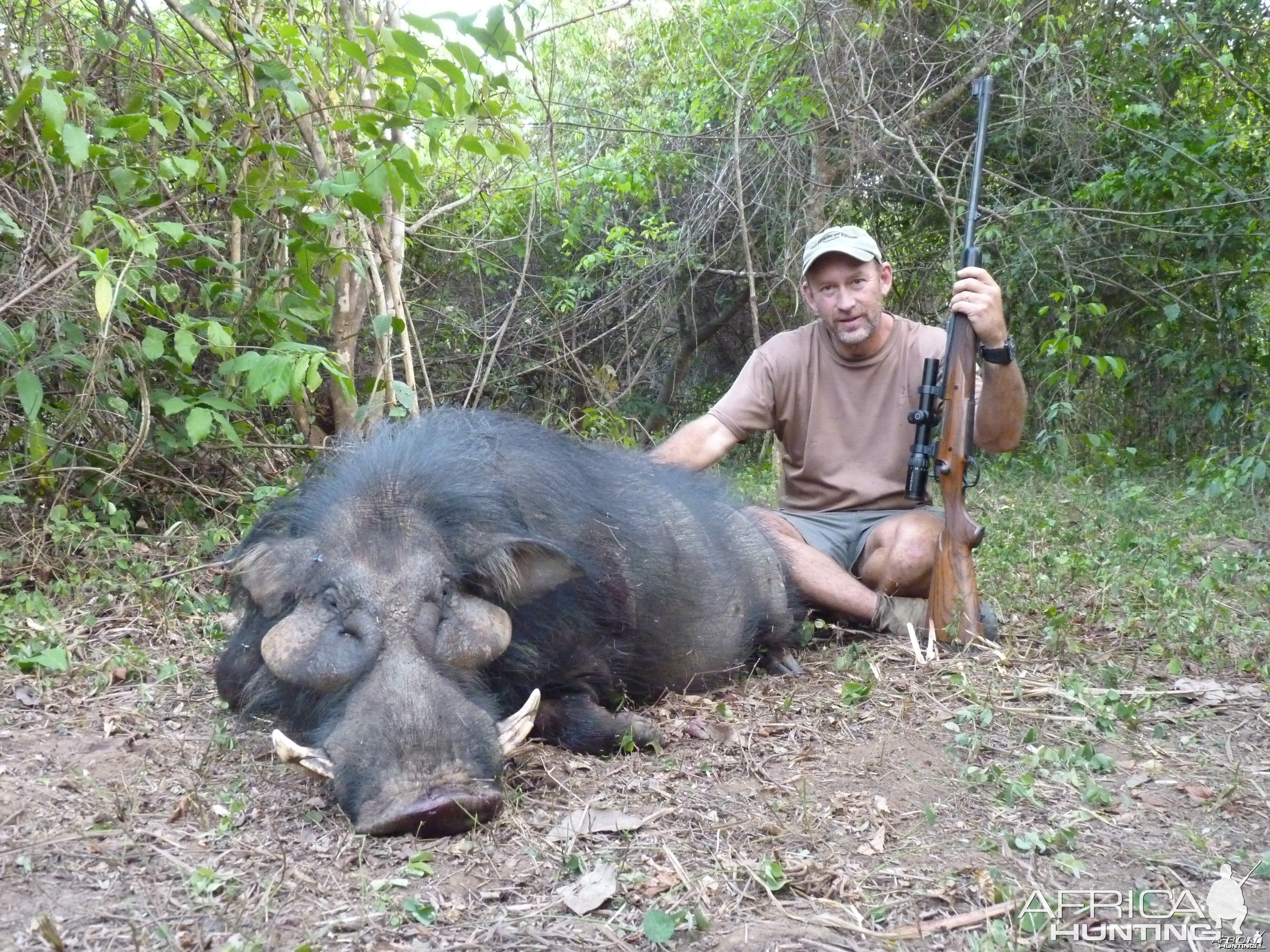 Giant Forest Hog hunted in CAR with CAWA