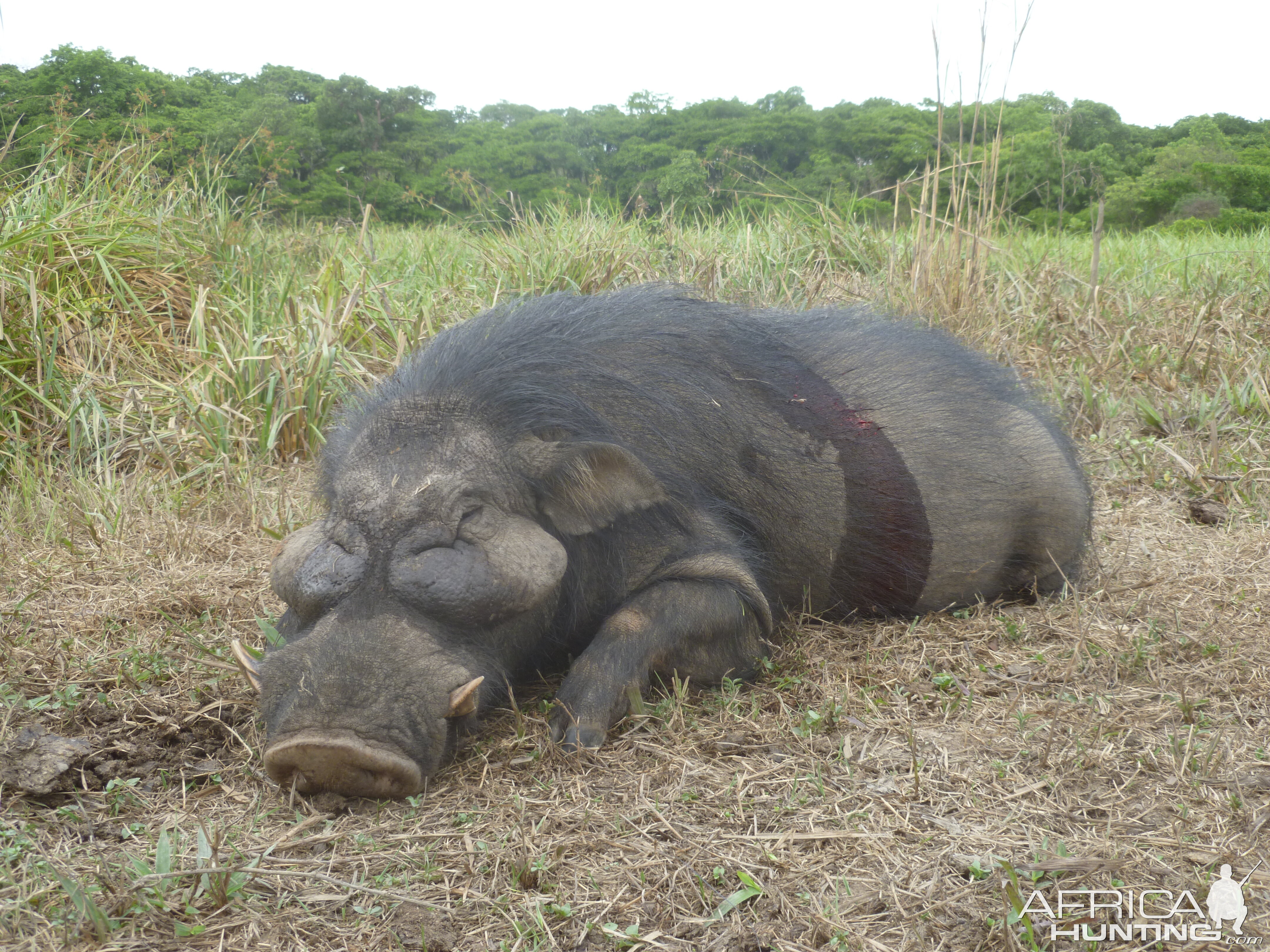 Giant Forest Hog hunted in CAR with CAWA