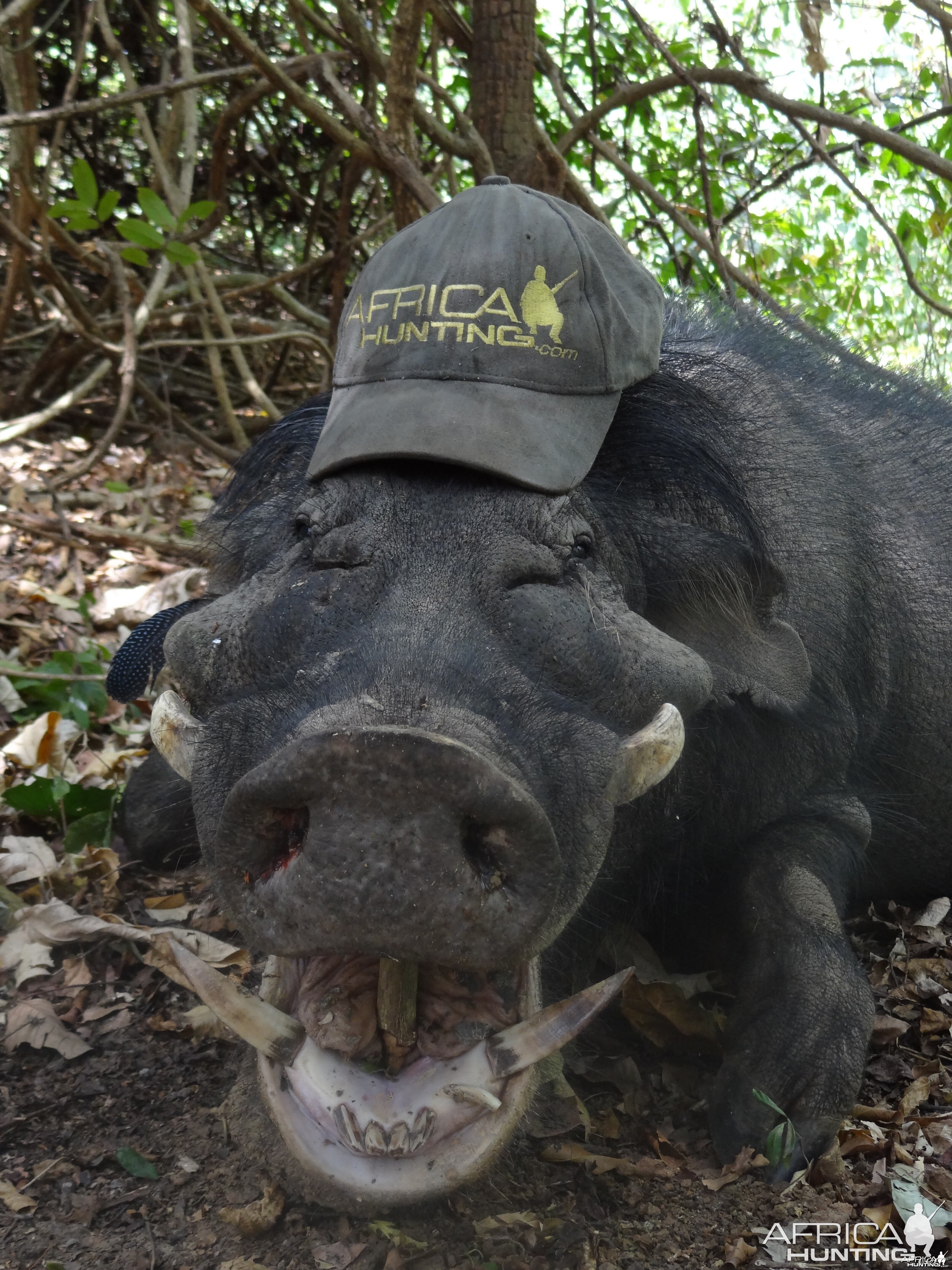 Giant Forest Hog hunted in CAR