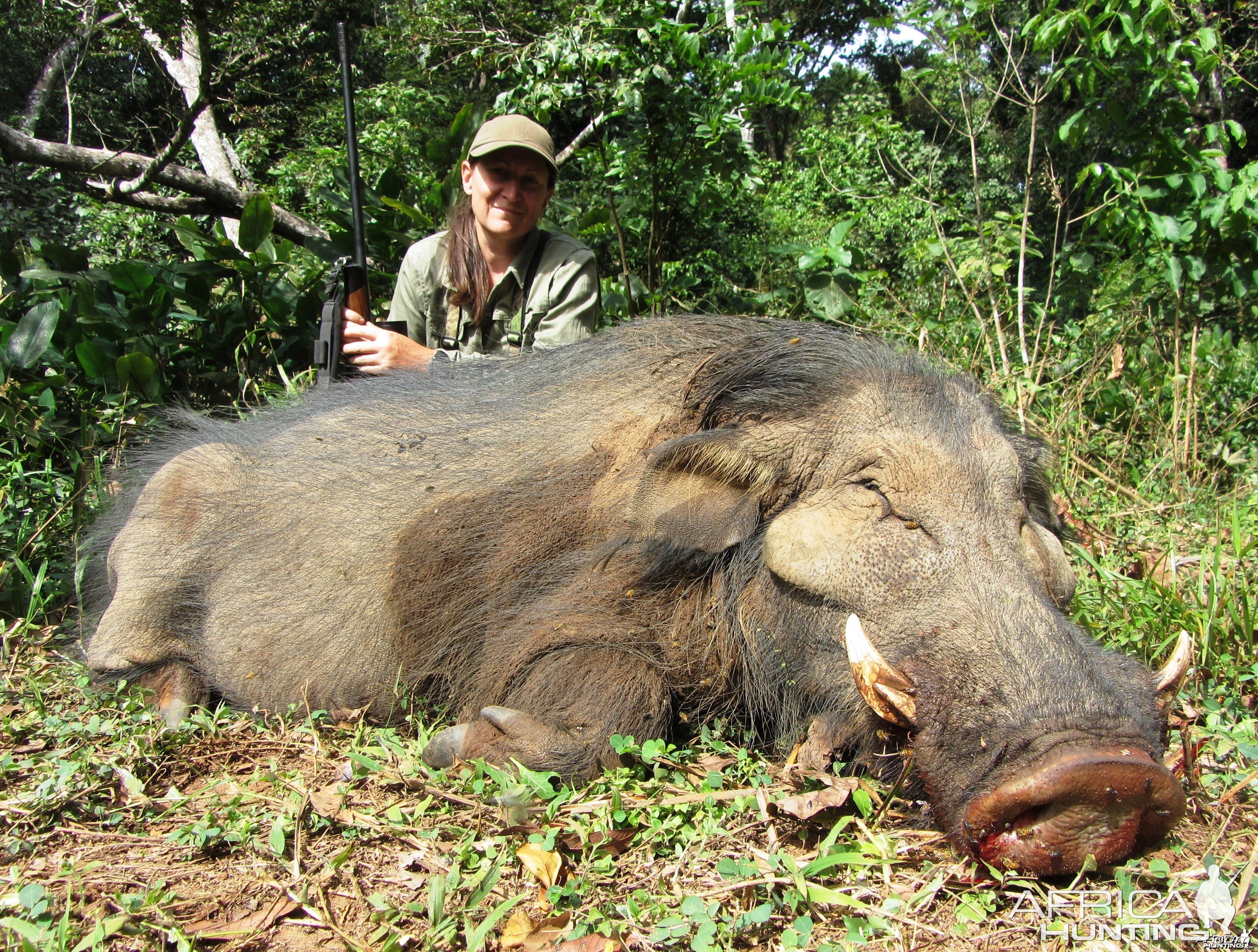 Giant Forest Hog hunted in CAR