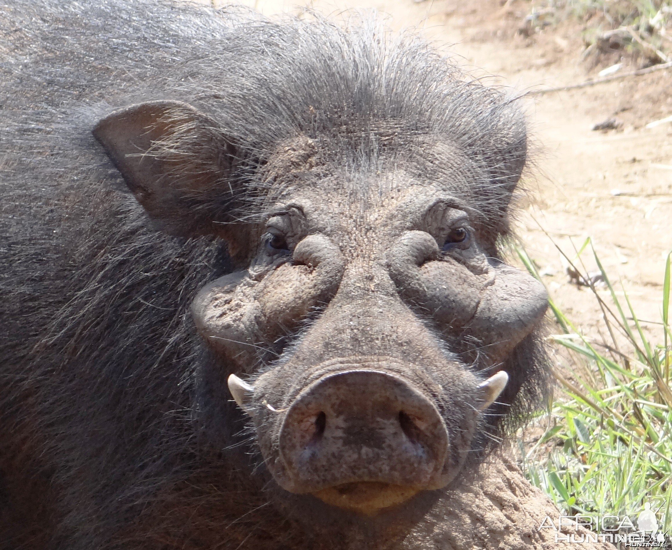 Giant Forest Hog hunted in CAR