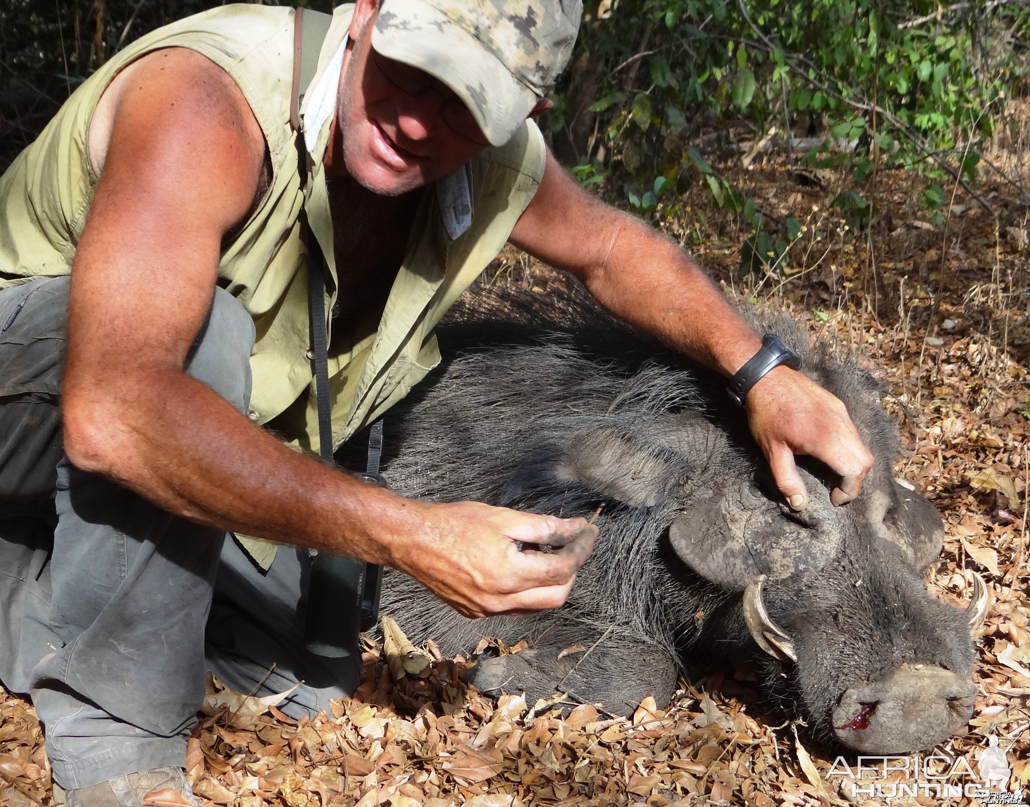 Giant Forest Hog in CAR