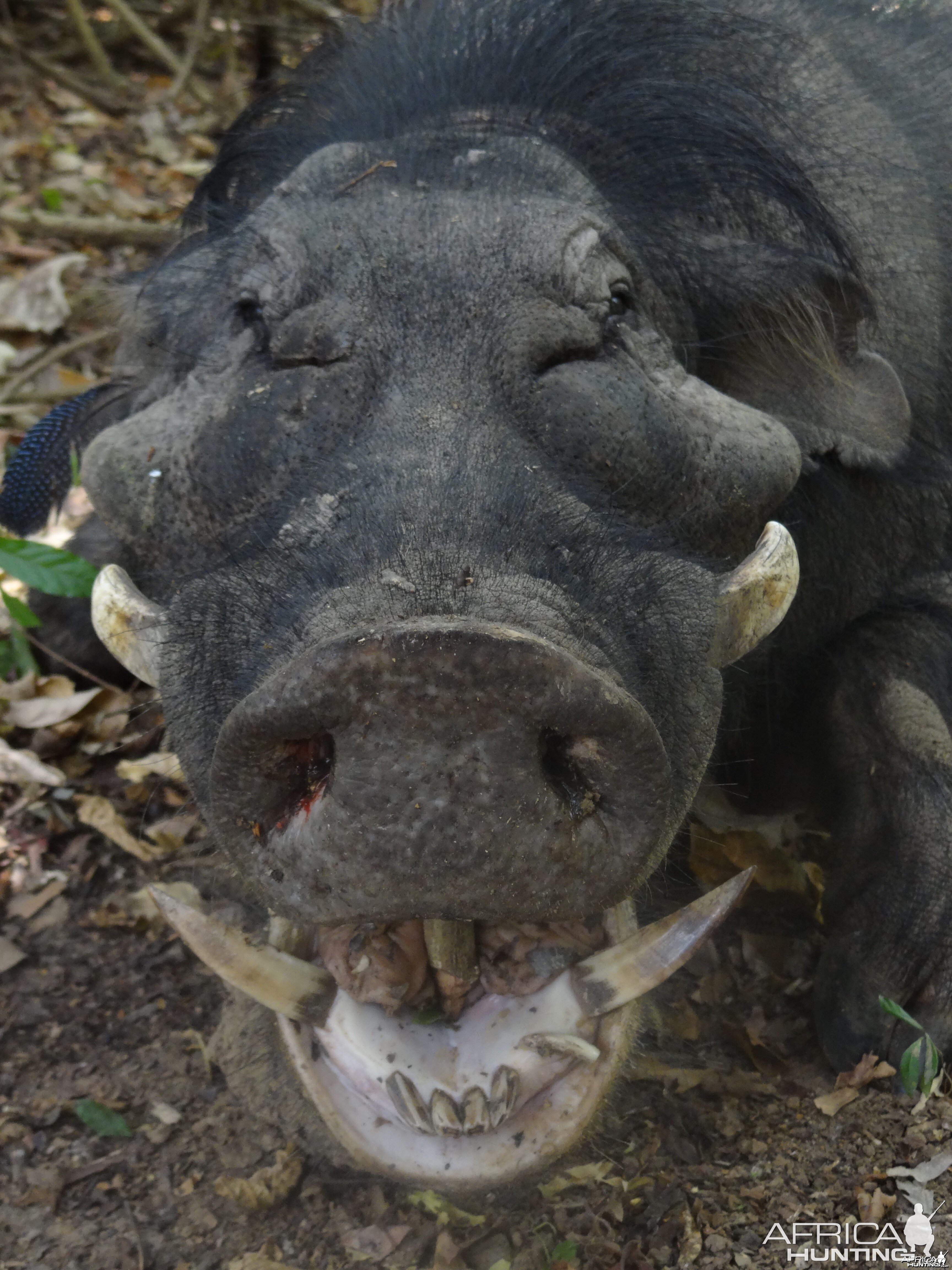 Giant Forest Hog in CAR