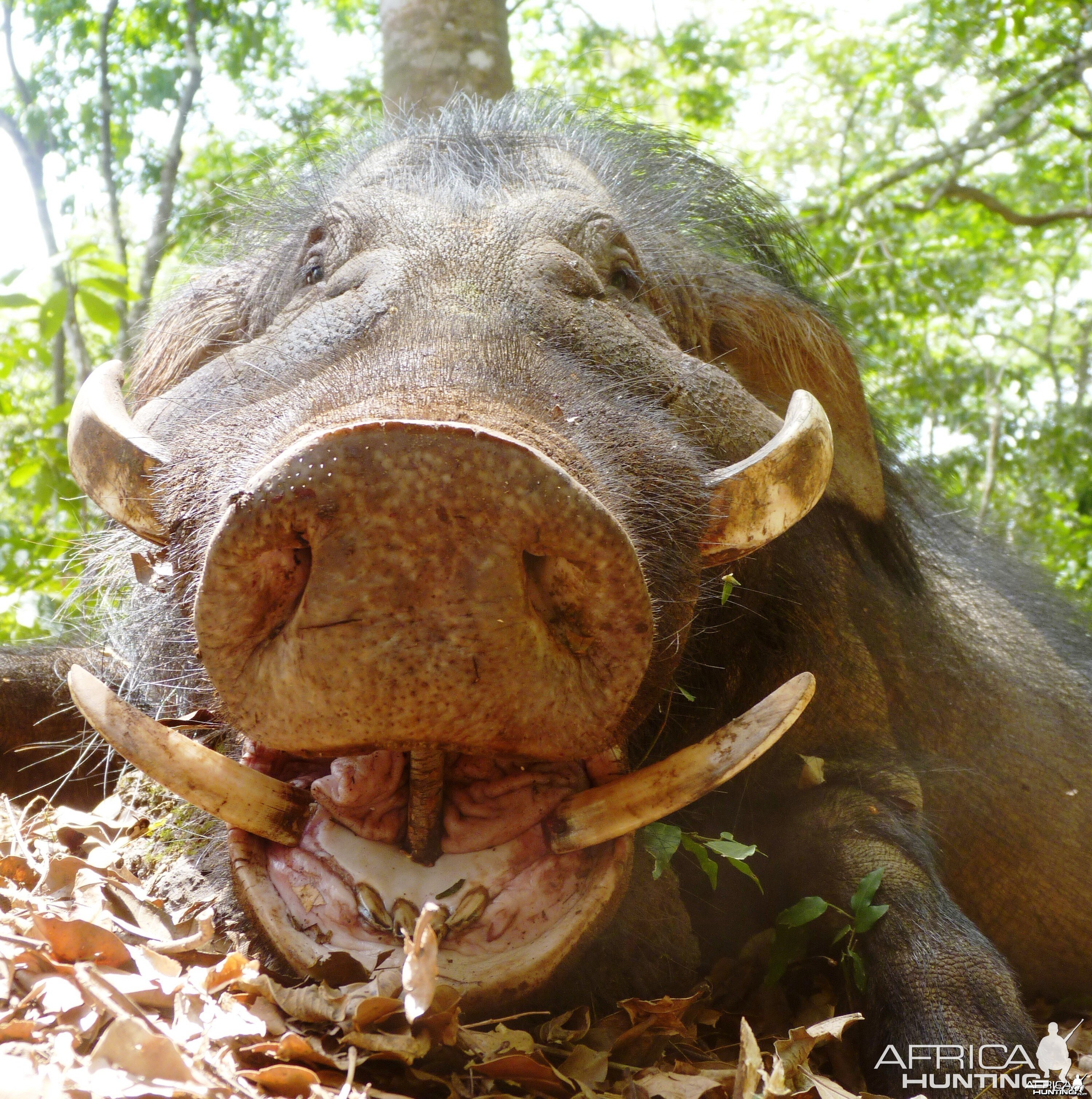 Giant Forest Hog in CAR