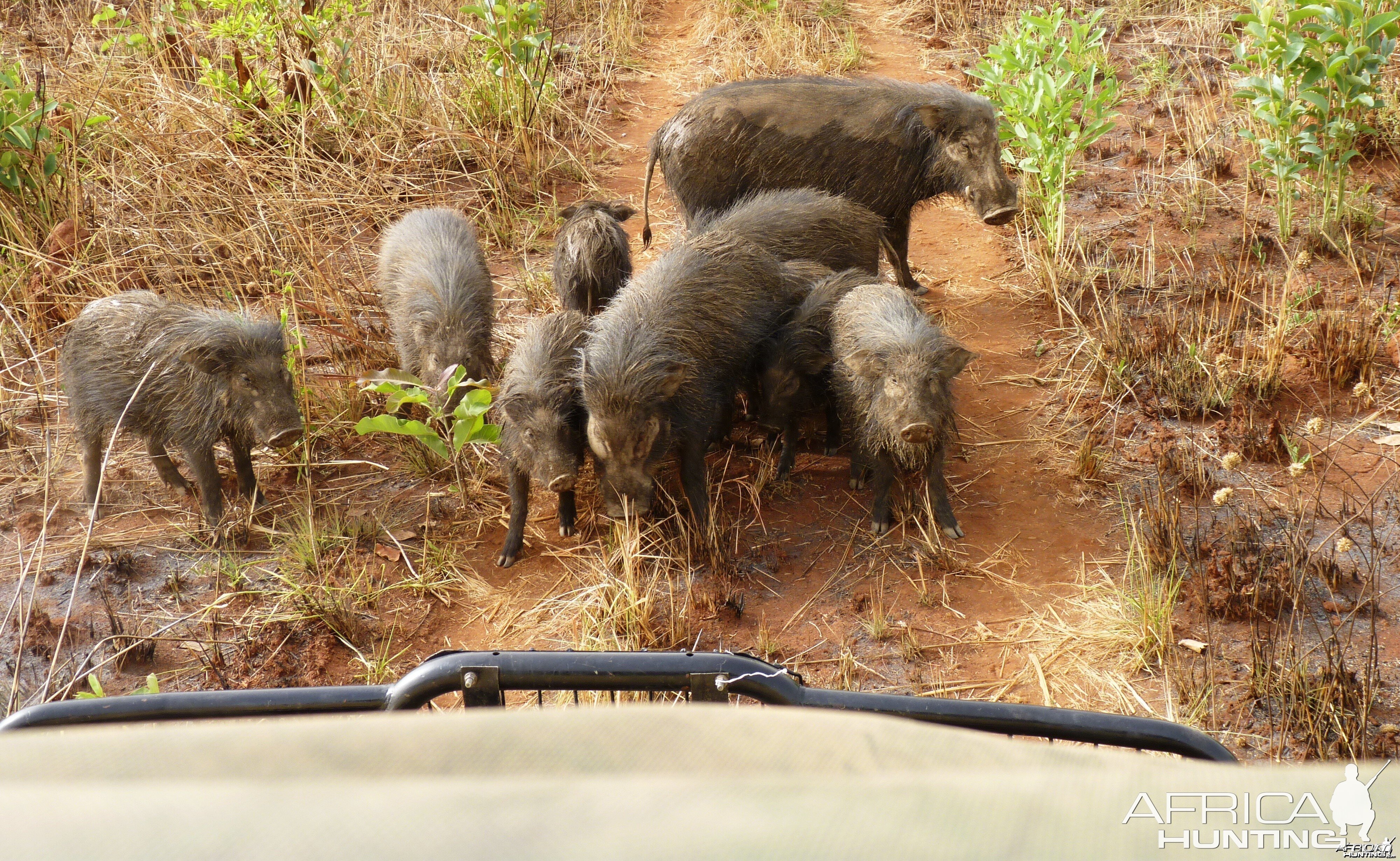 Giant Forest Hog in CAR