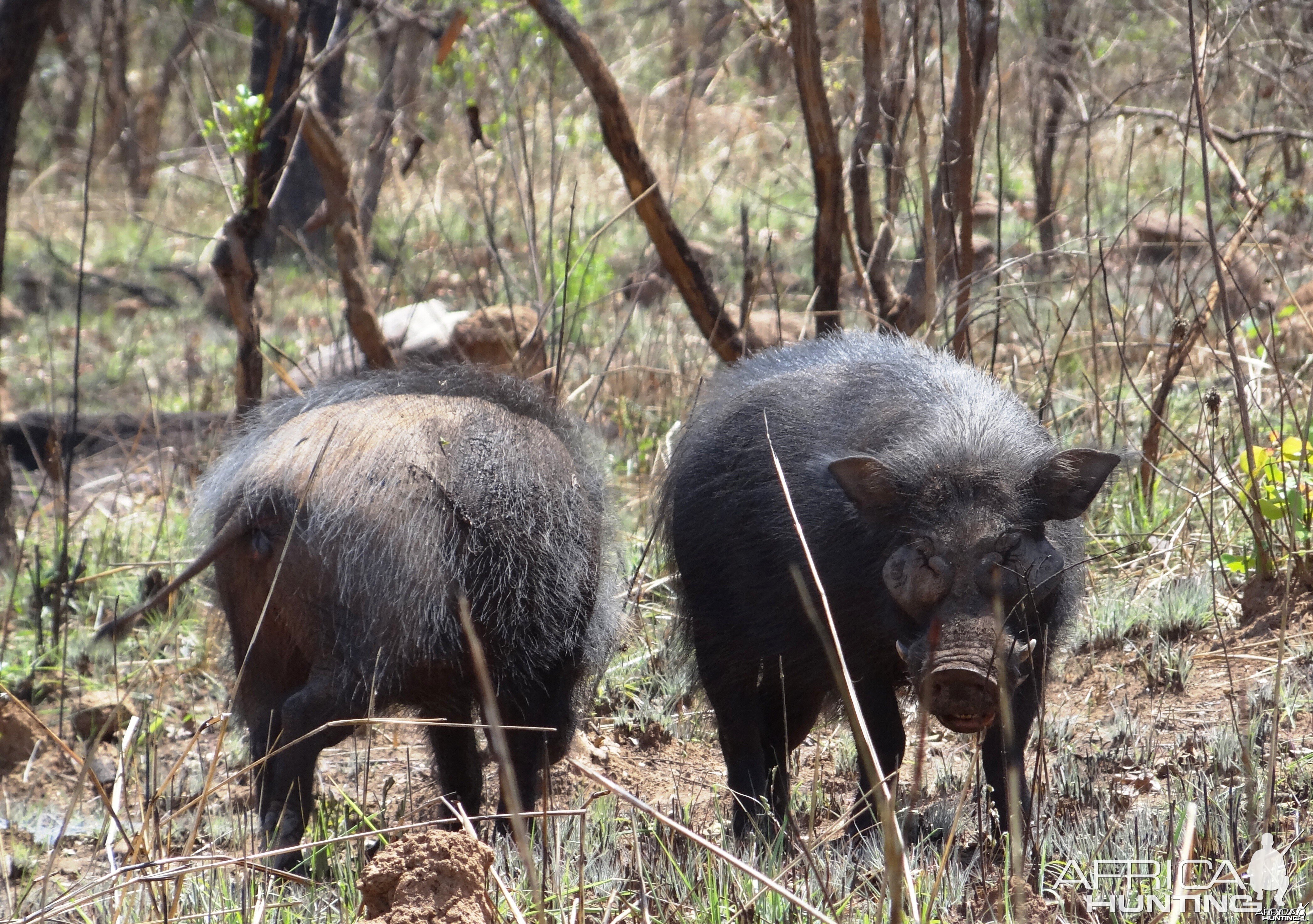 Giant Forest Hog in CAR