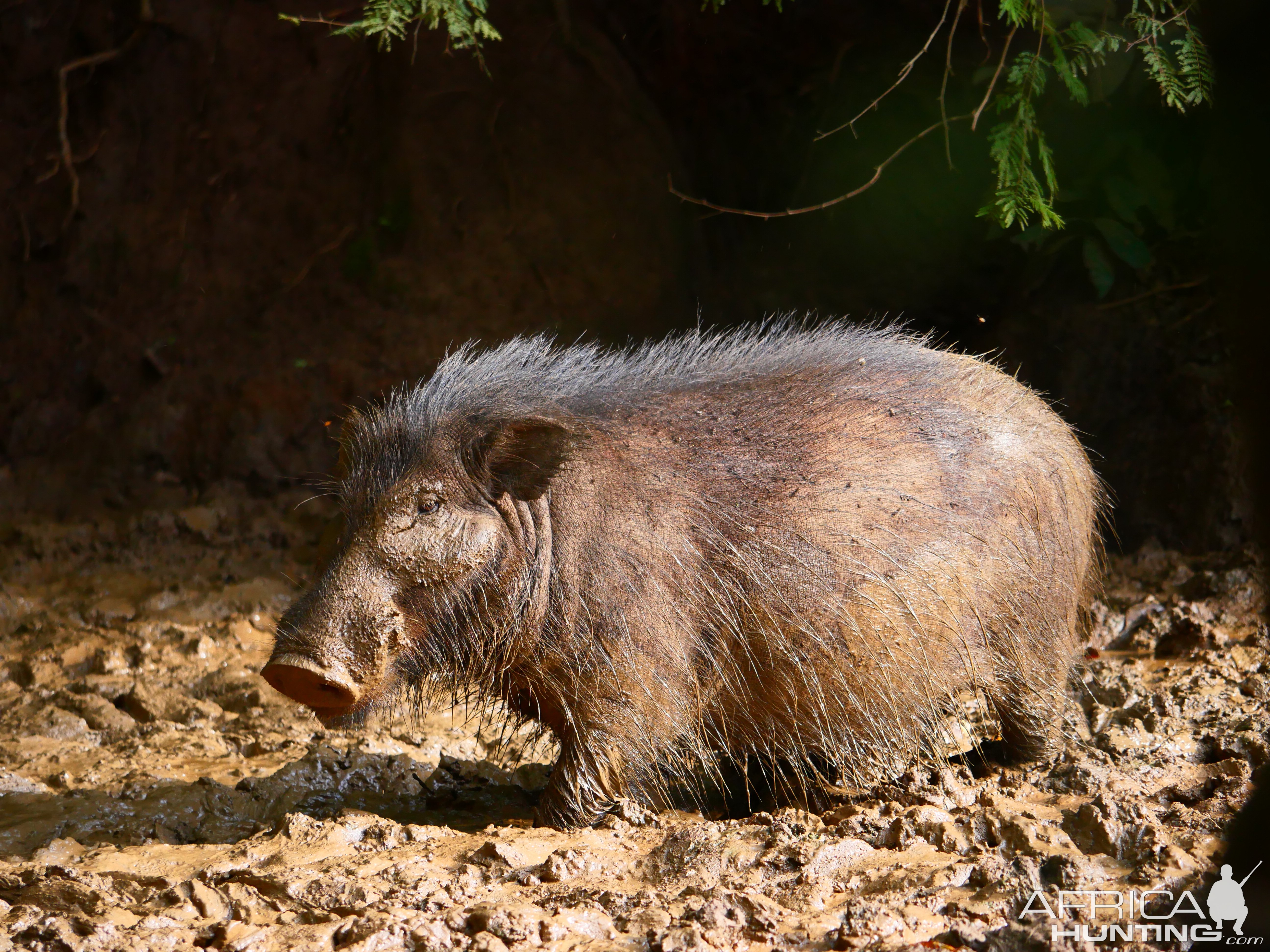 Giant Forest Hog In Central African Republic C.A.R