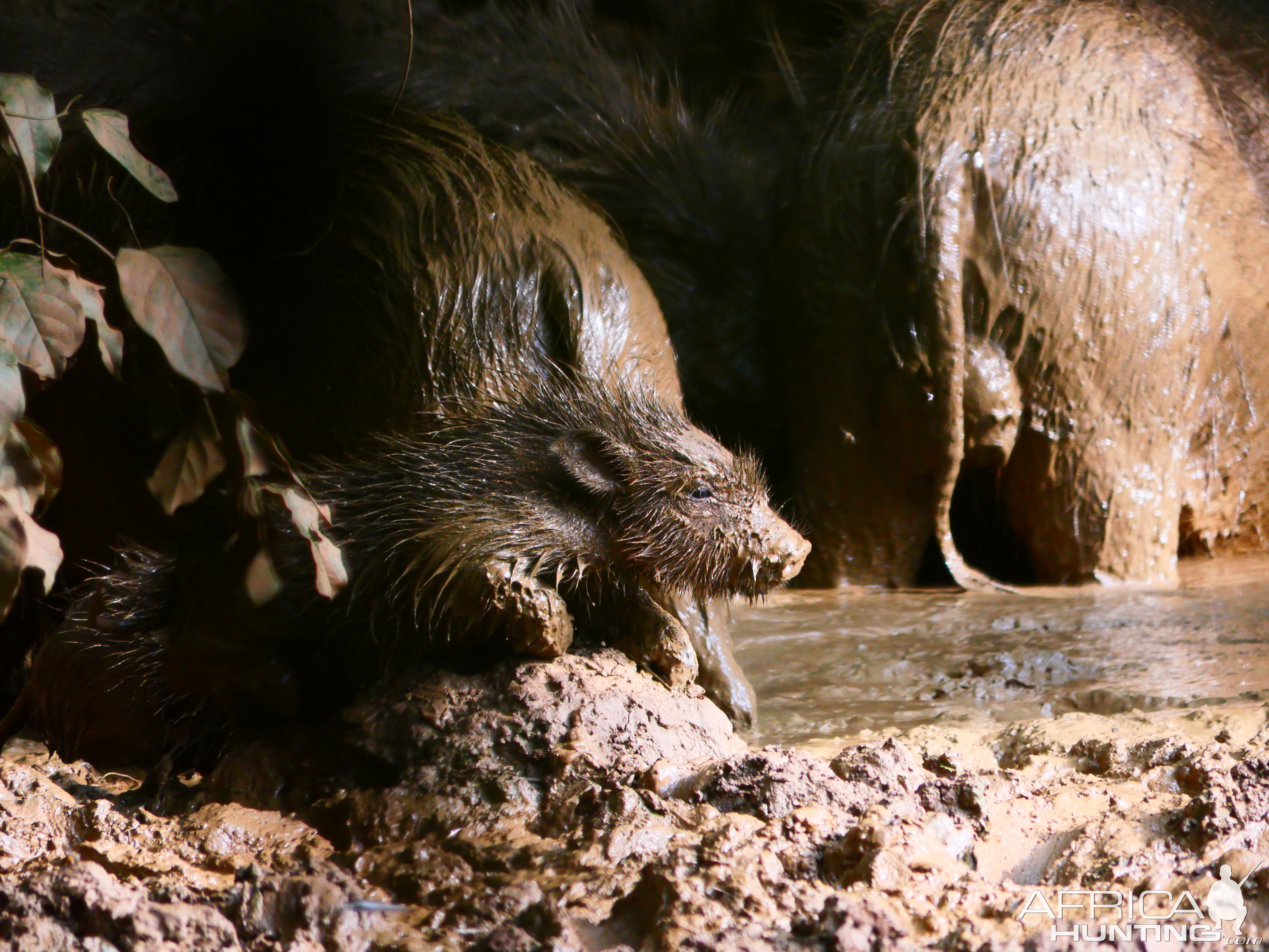 Giant Forest Hog In Central African Republic C.A.R