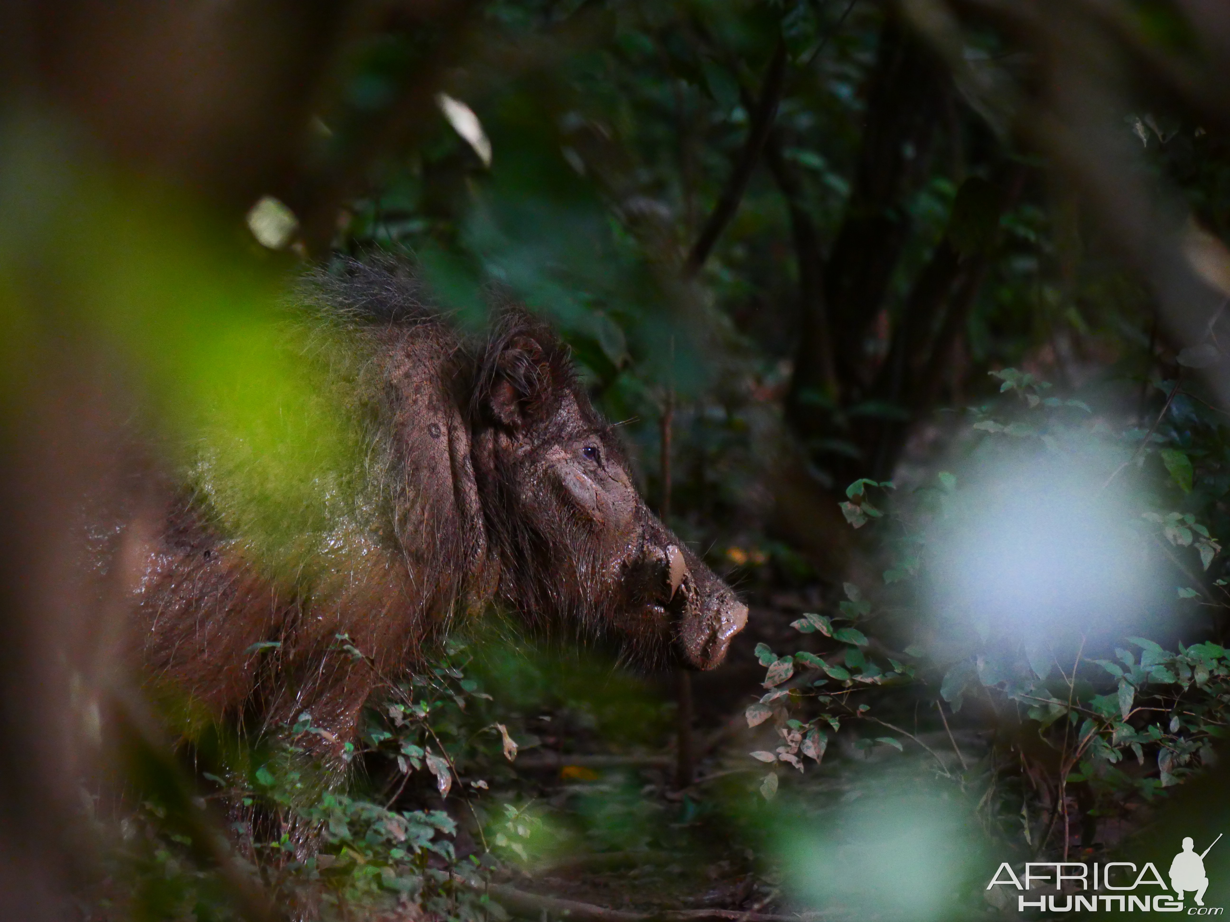 Giant Forest Hog In Central African Republic C.A.R