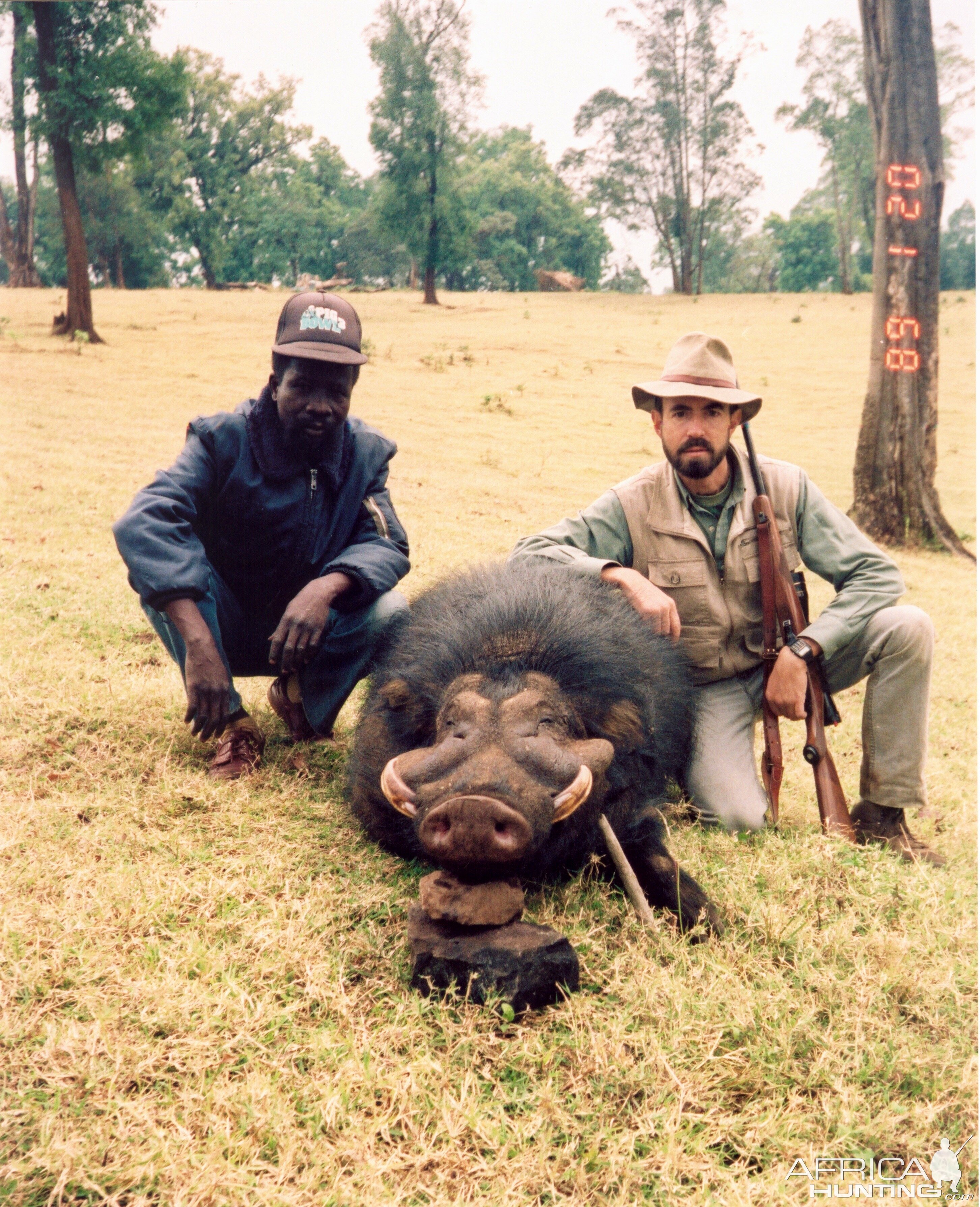 Giant Forest Hog Jibat Forest, Ethiopia