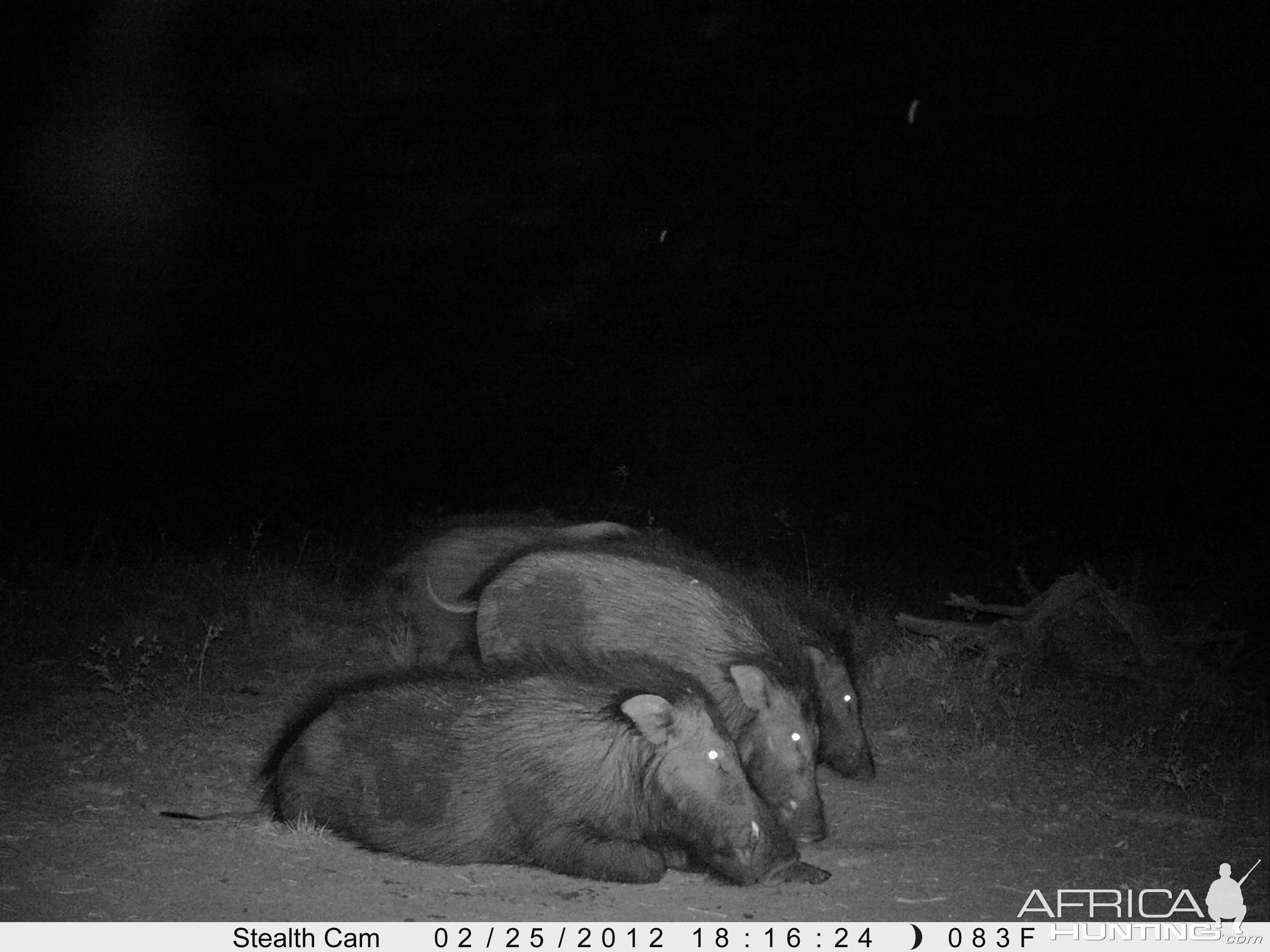 Giant Forest Hog on Trail Camera