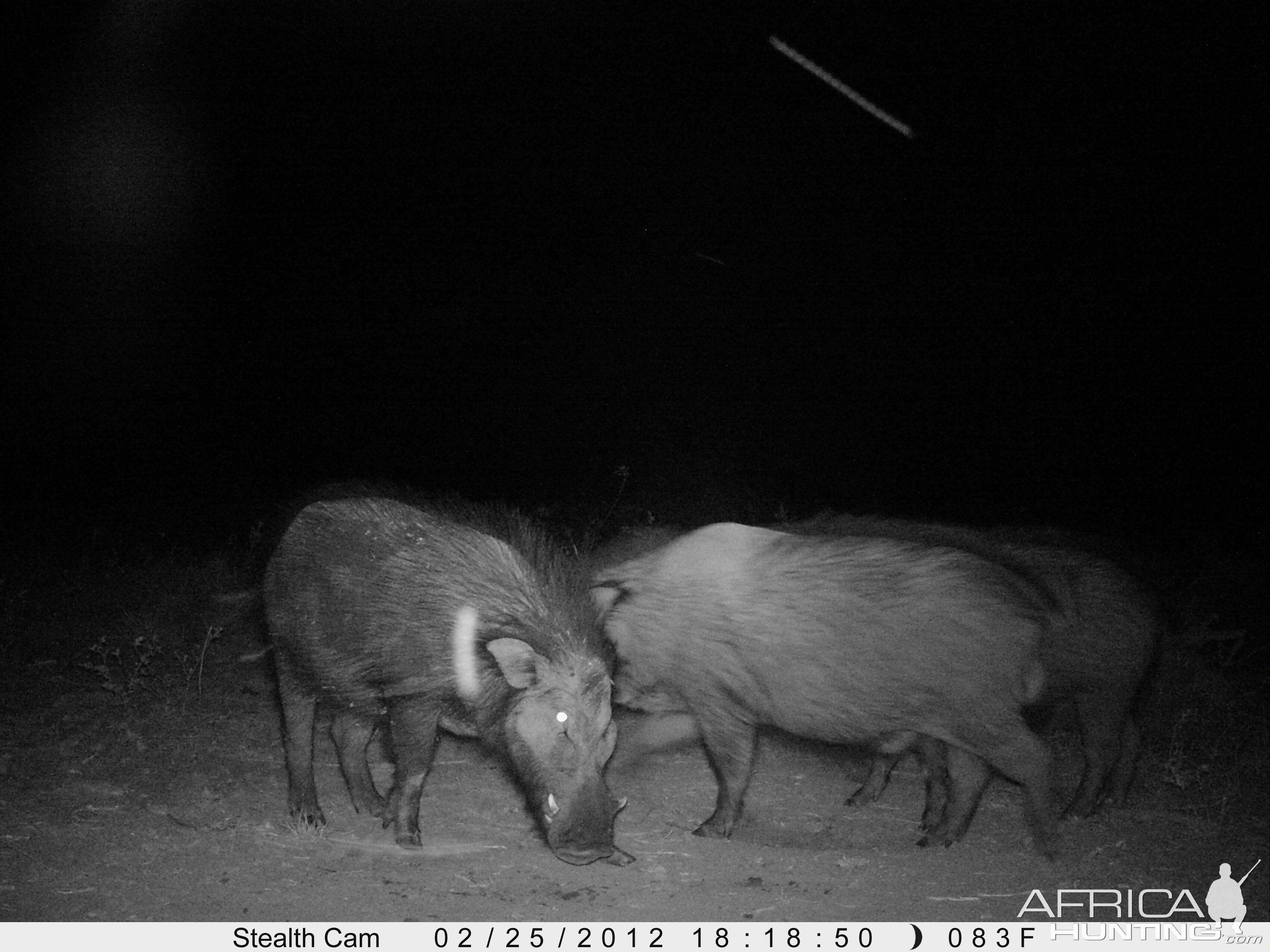 Giant Forest Hog on Trail Camera