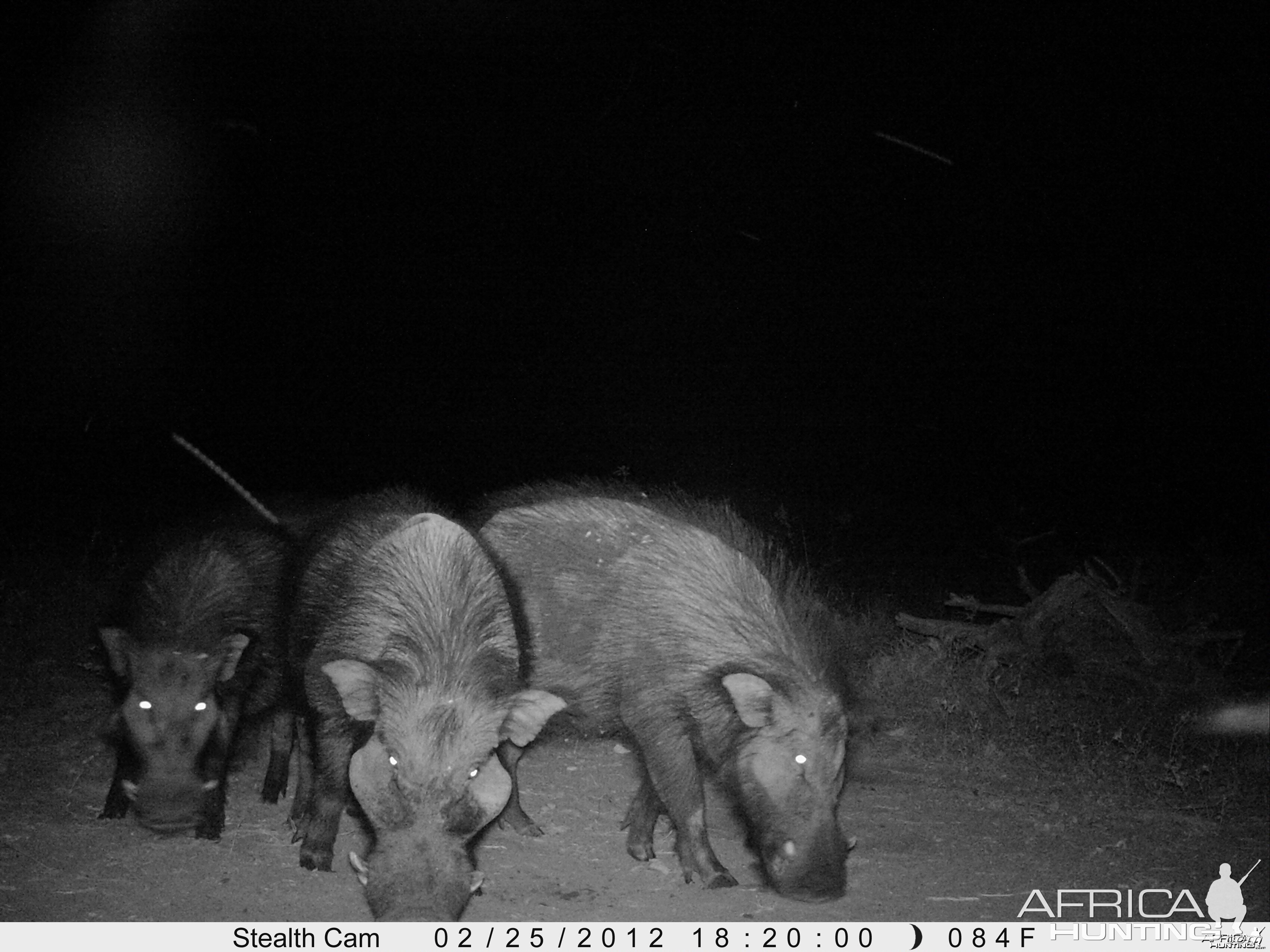 Giant Forest Hog on Trail Camera