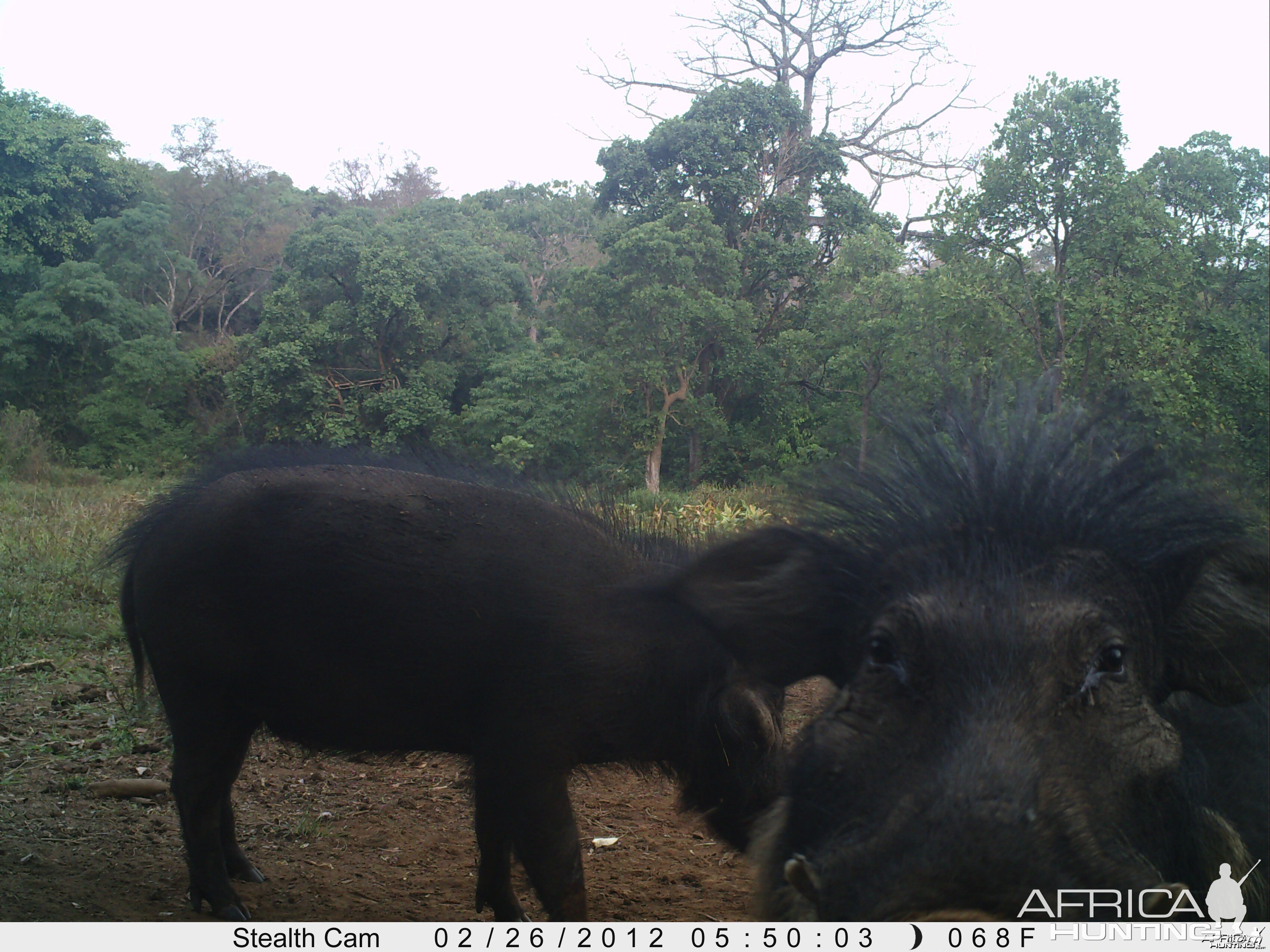 Giant Forest Hog on Trail Camera