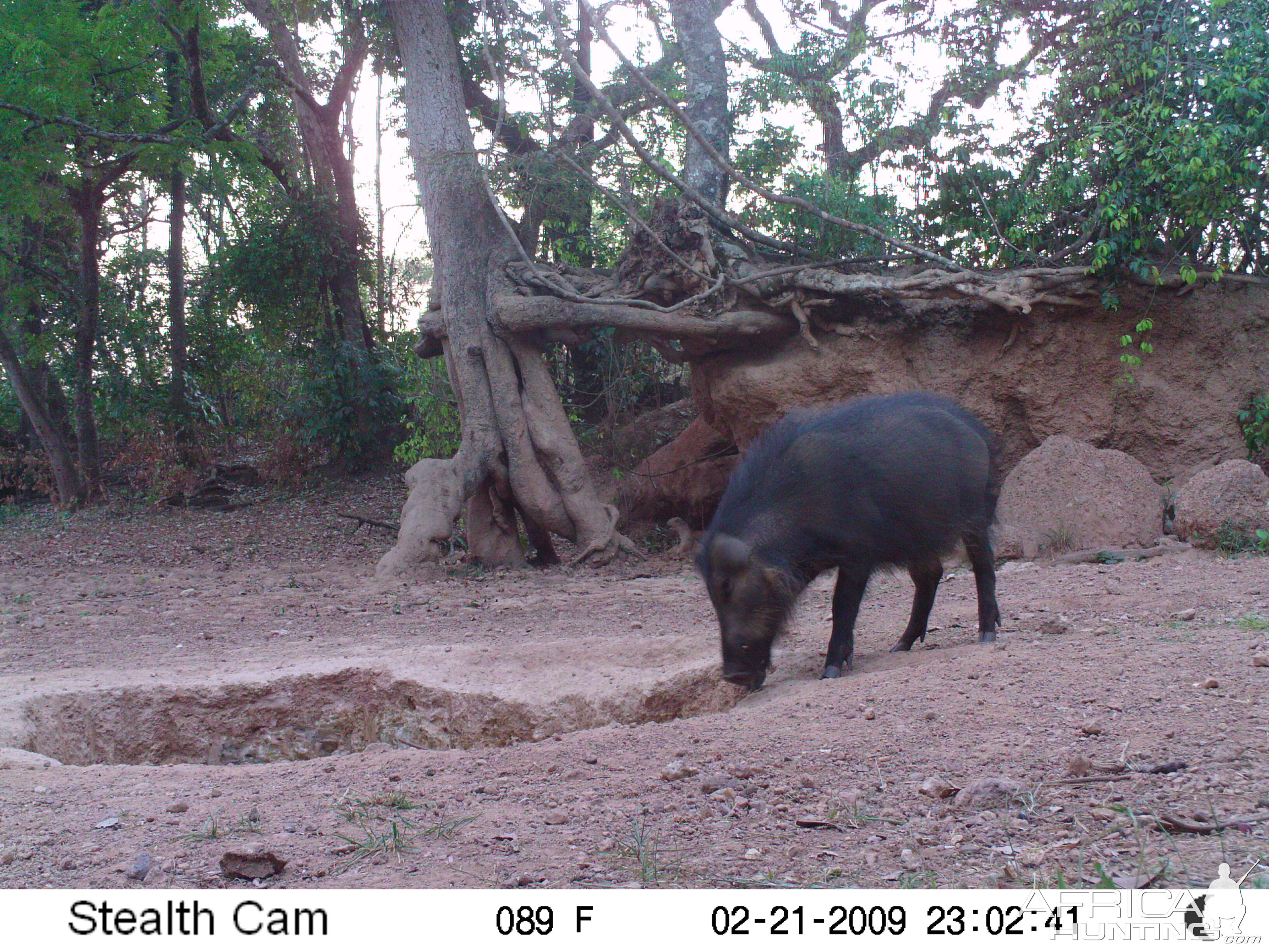 Giant Forest Hog on Trail Camera