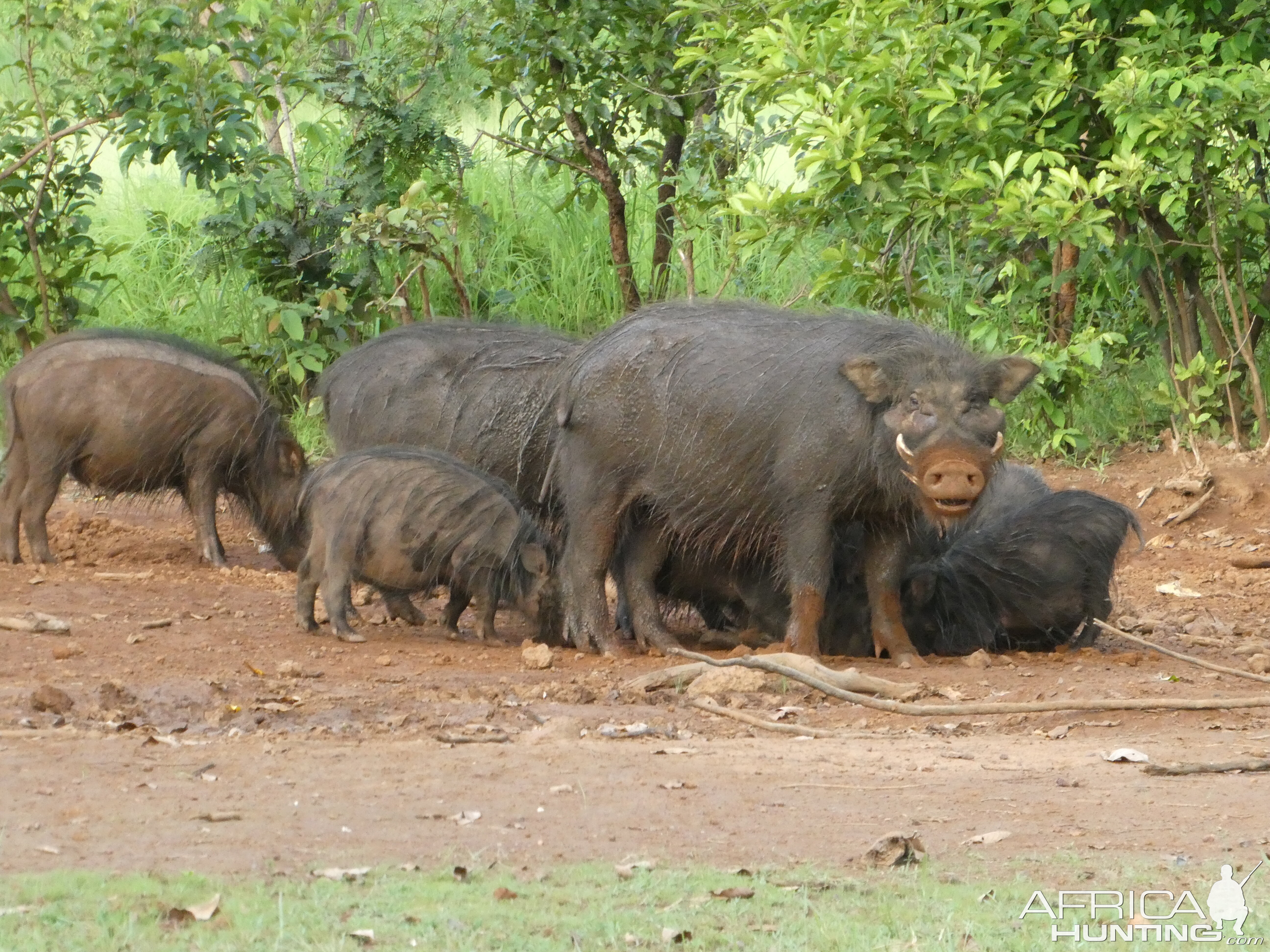 Giant forest hog