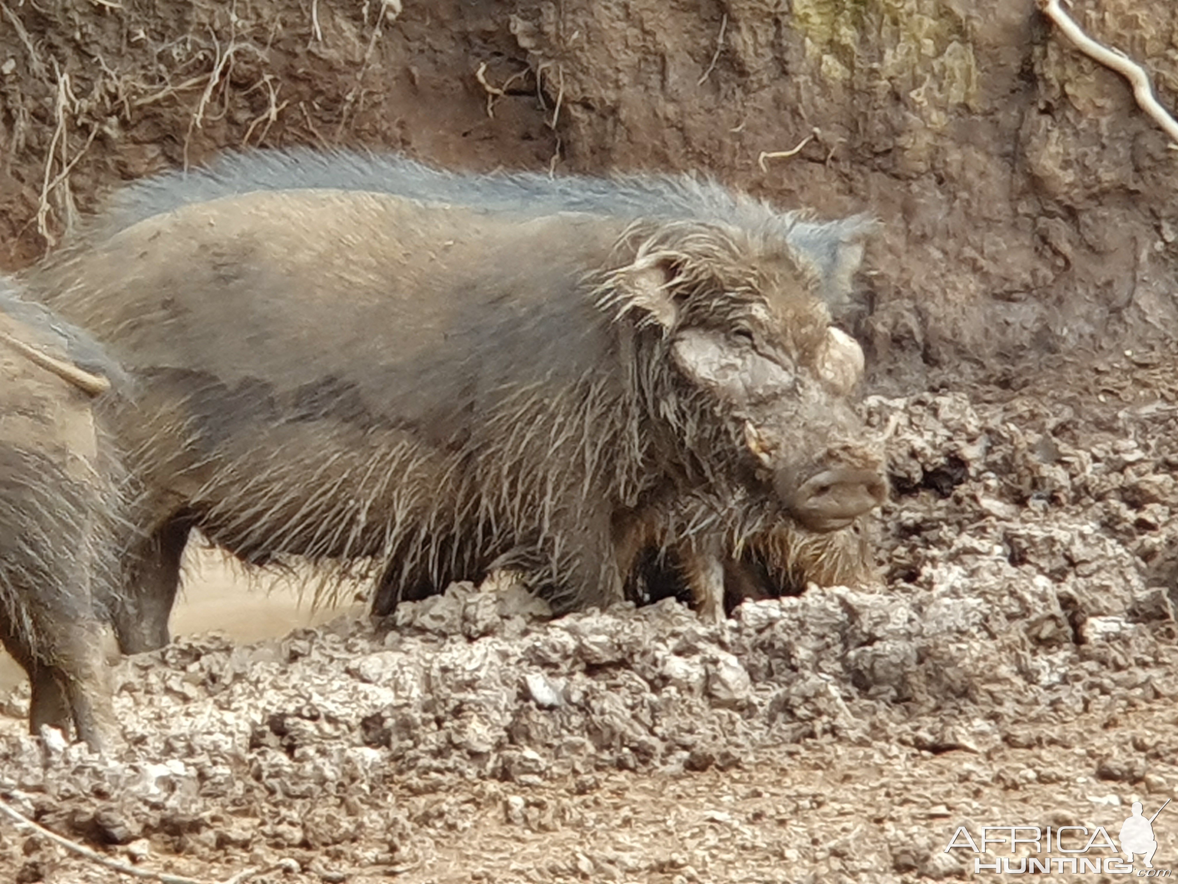 Giant Forest Hog