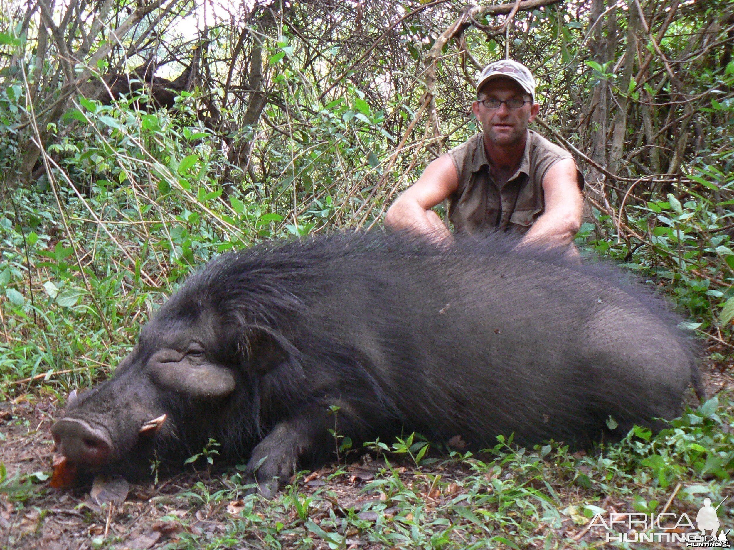 Giant Forest Hog