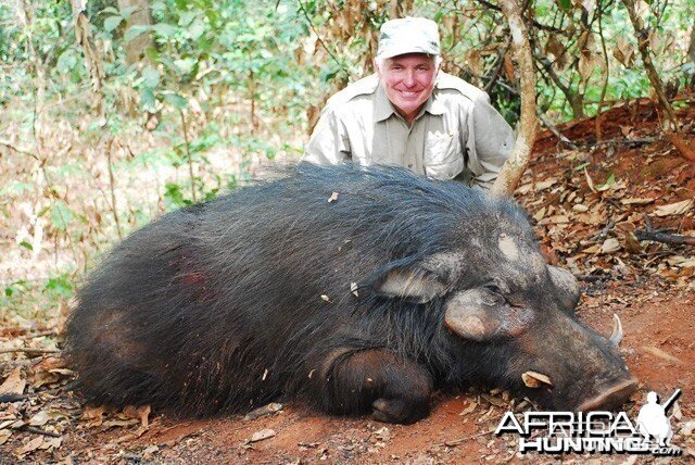 Giant forest hog