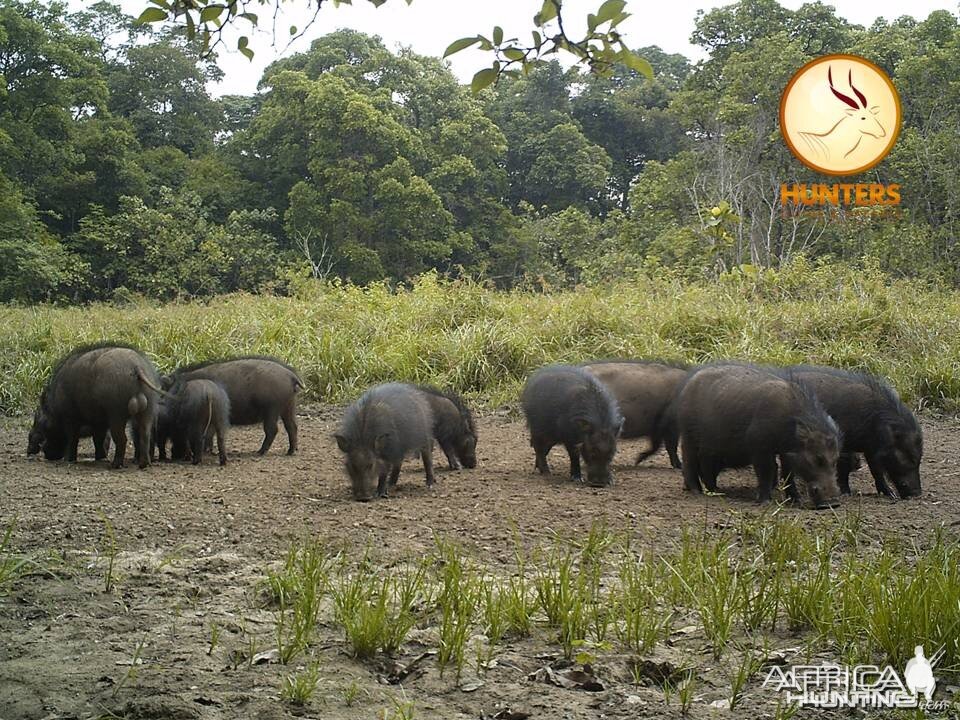 Giant Forest Hog