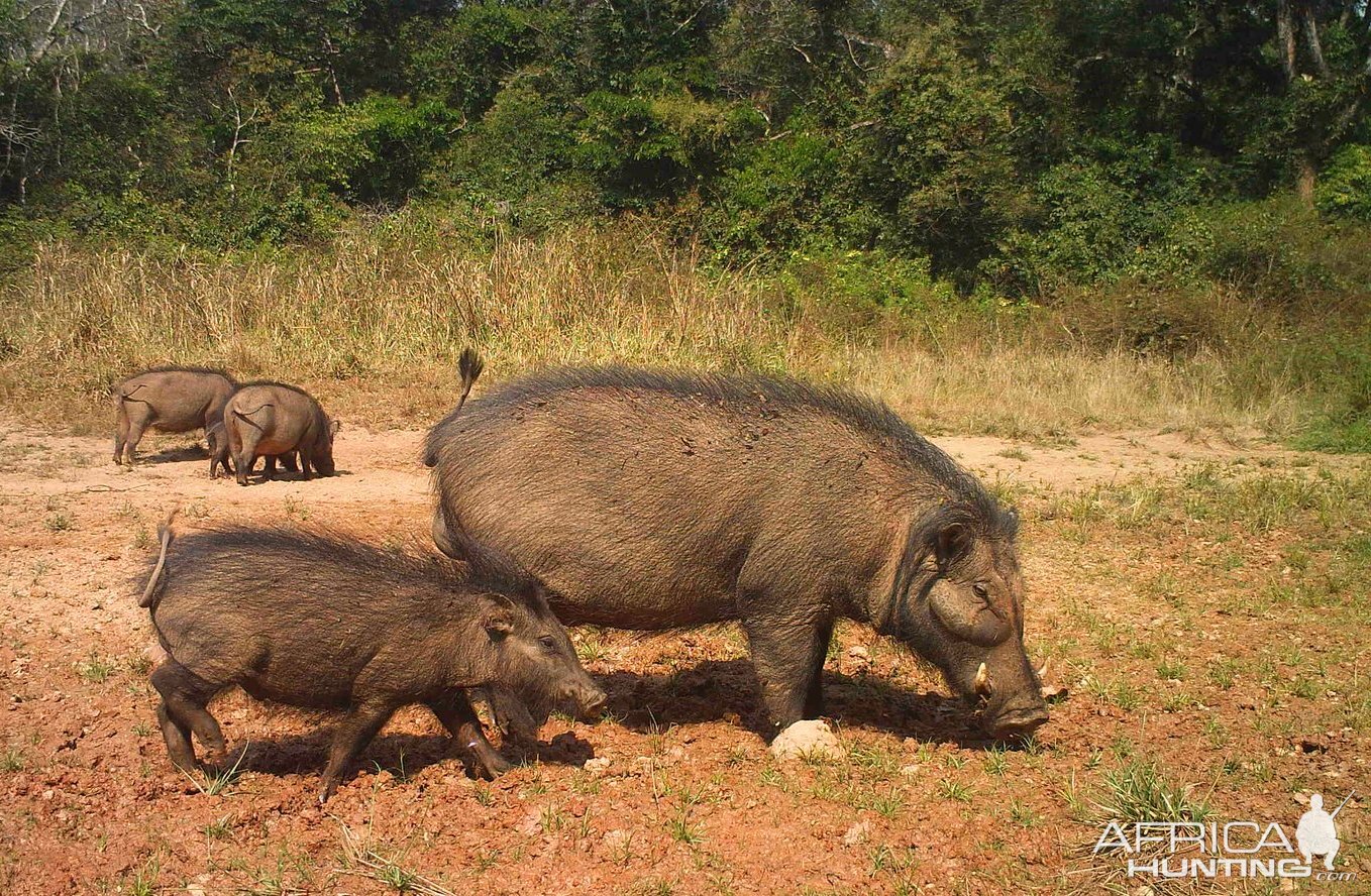 Giant Forest Hog