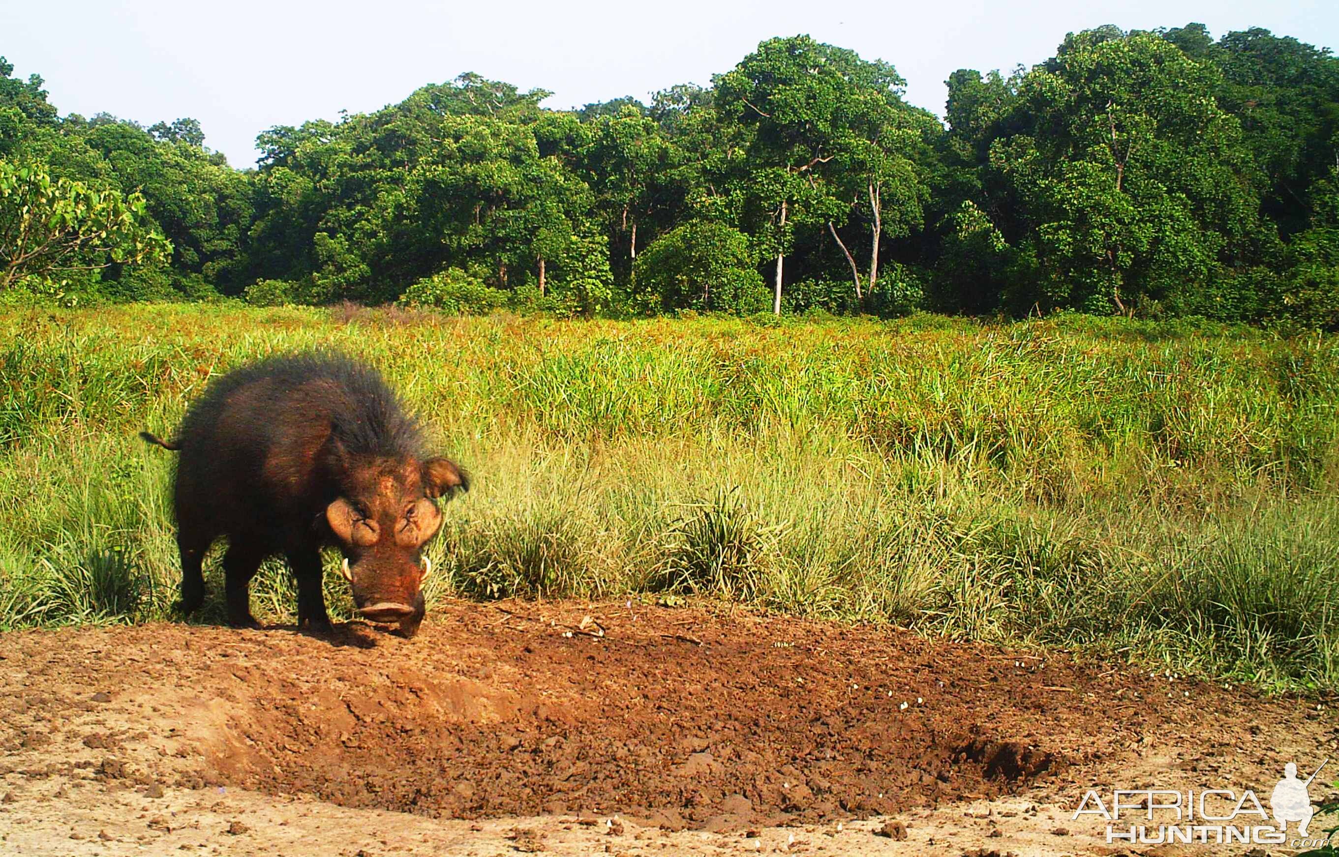 Giant forest hog