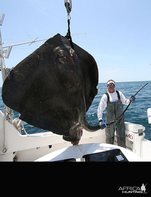 Giant Mud Ray