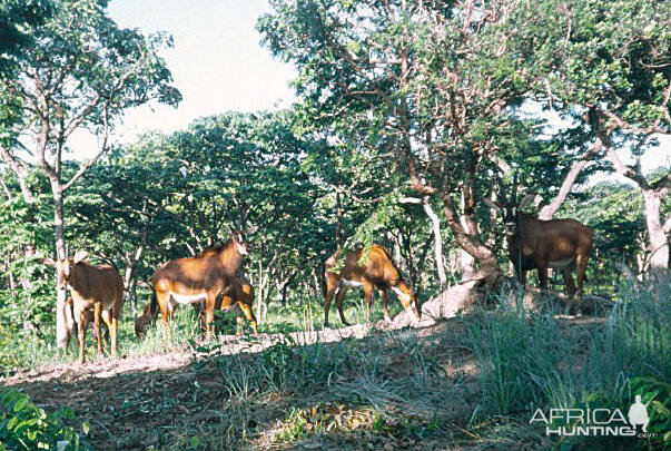 Giant or Royal Sable in Angola