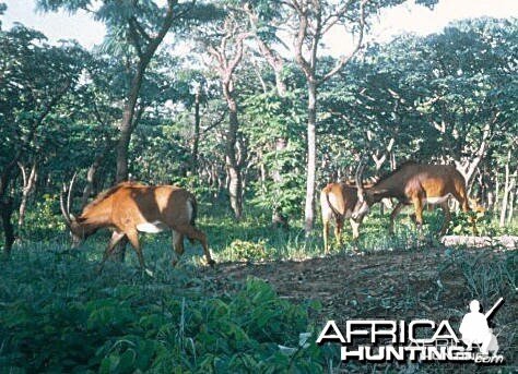 Giant or Royal Sable in Angola