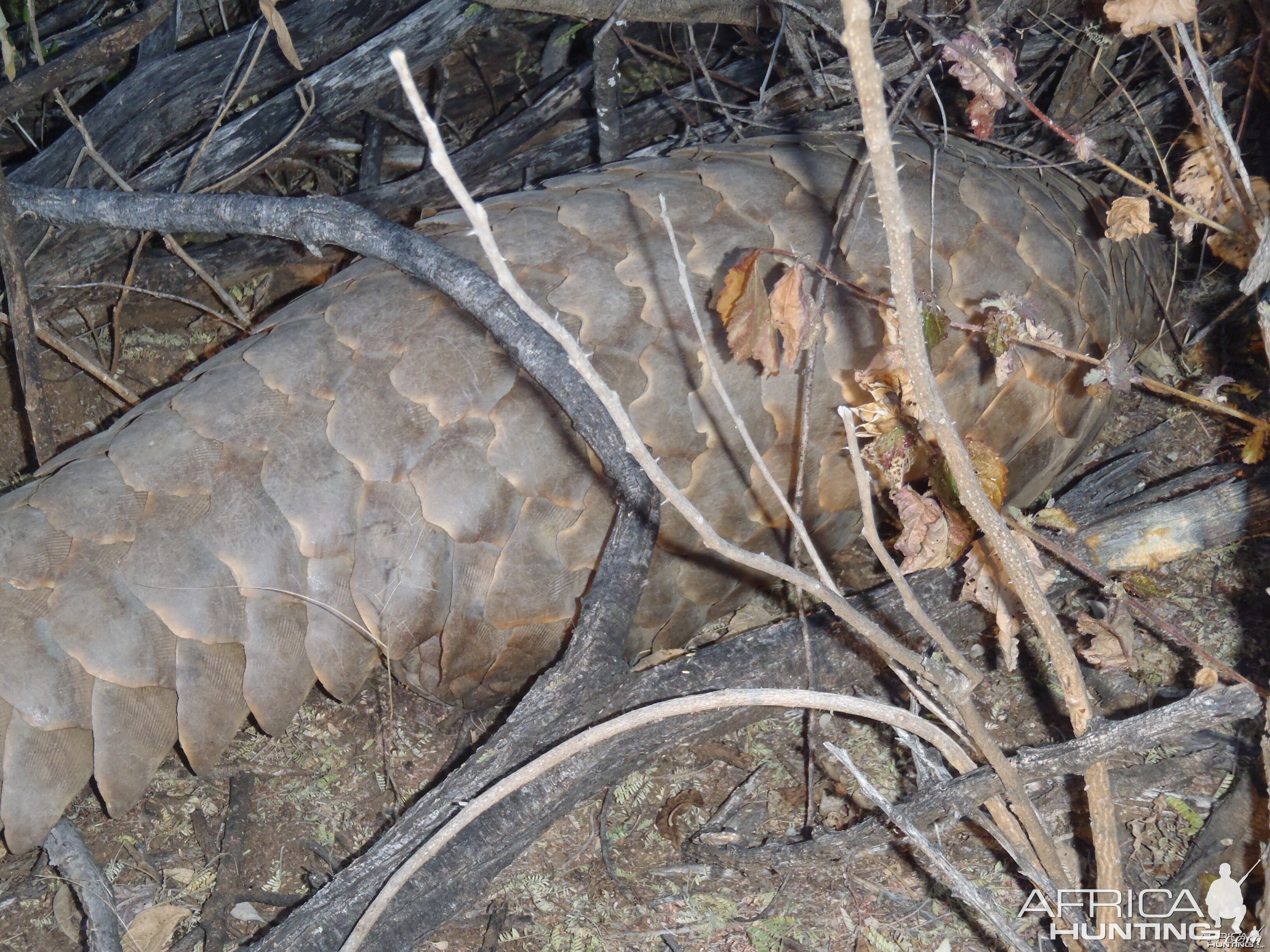 Giant Pangolin Namibia