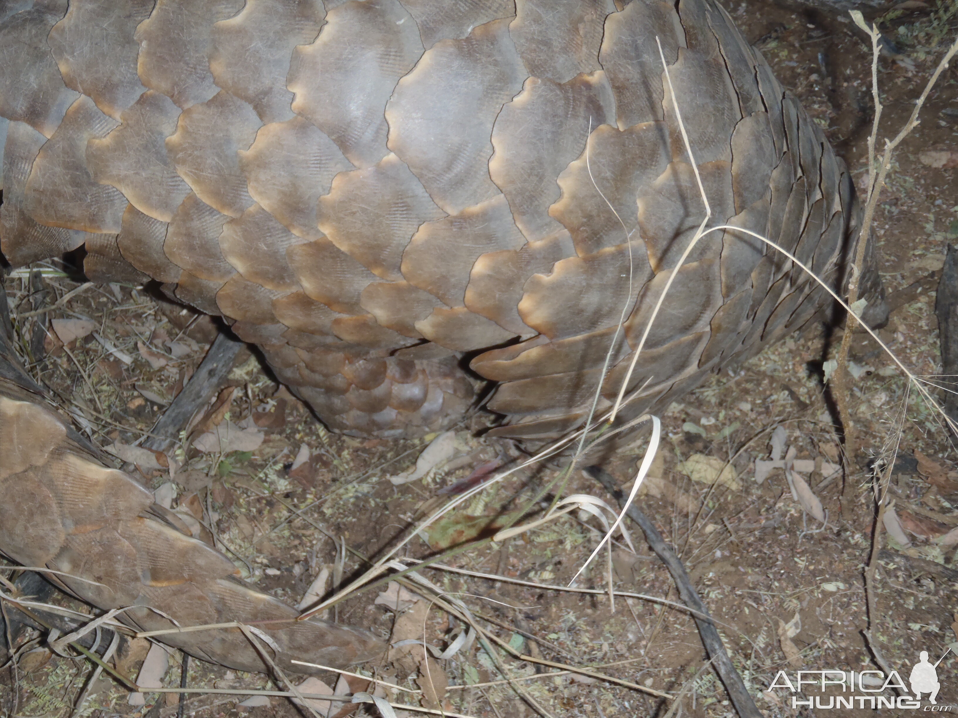 Giant Pangolin Namibia