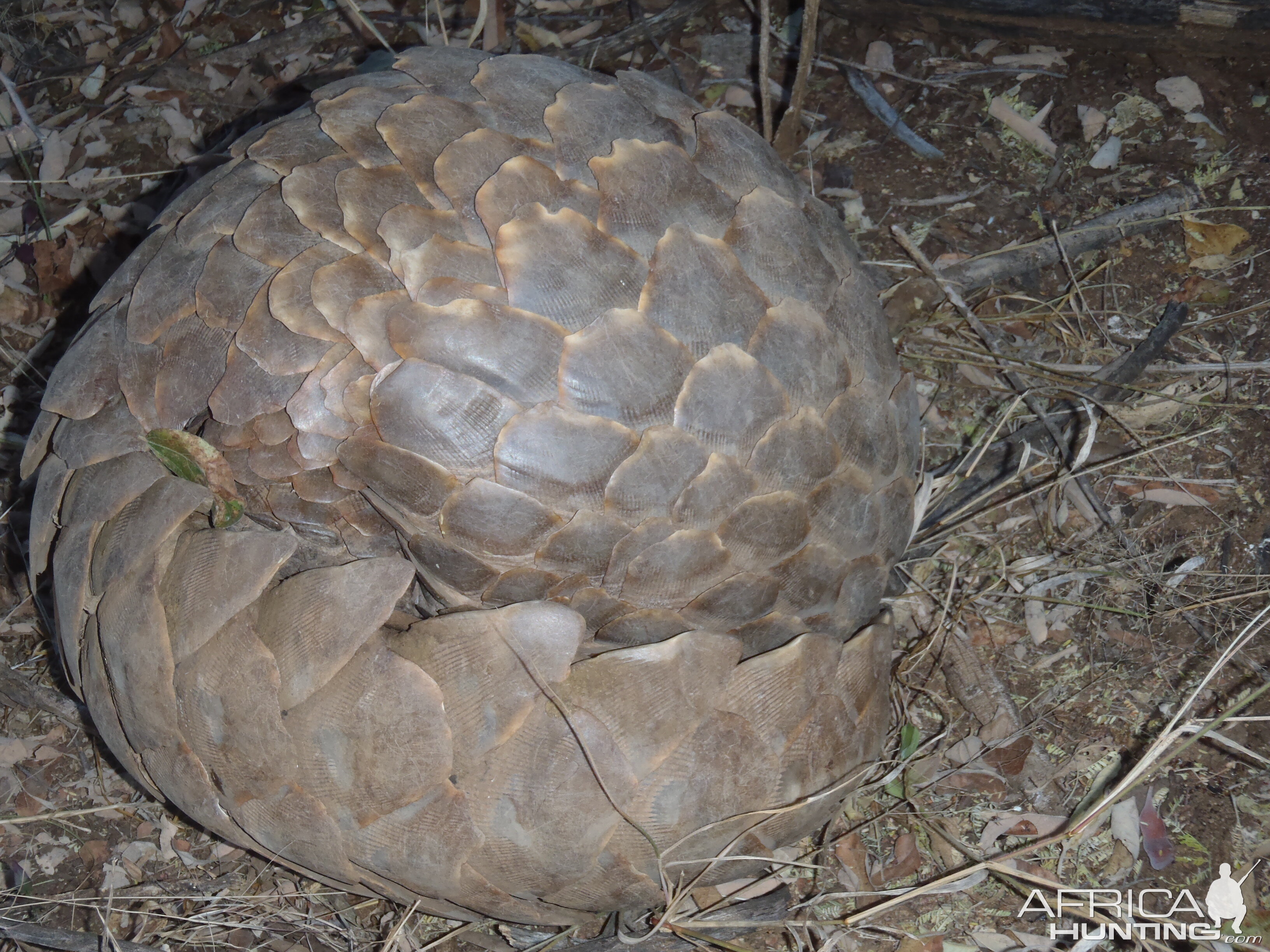 Giant Pangolin Namibia