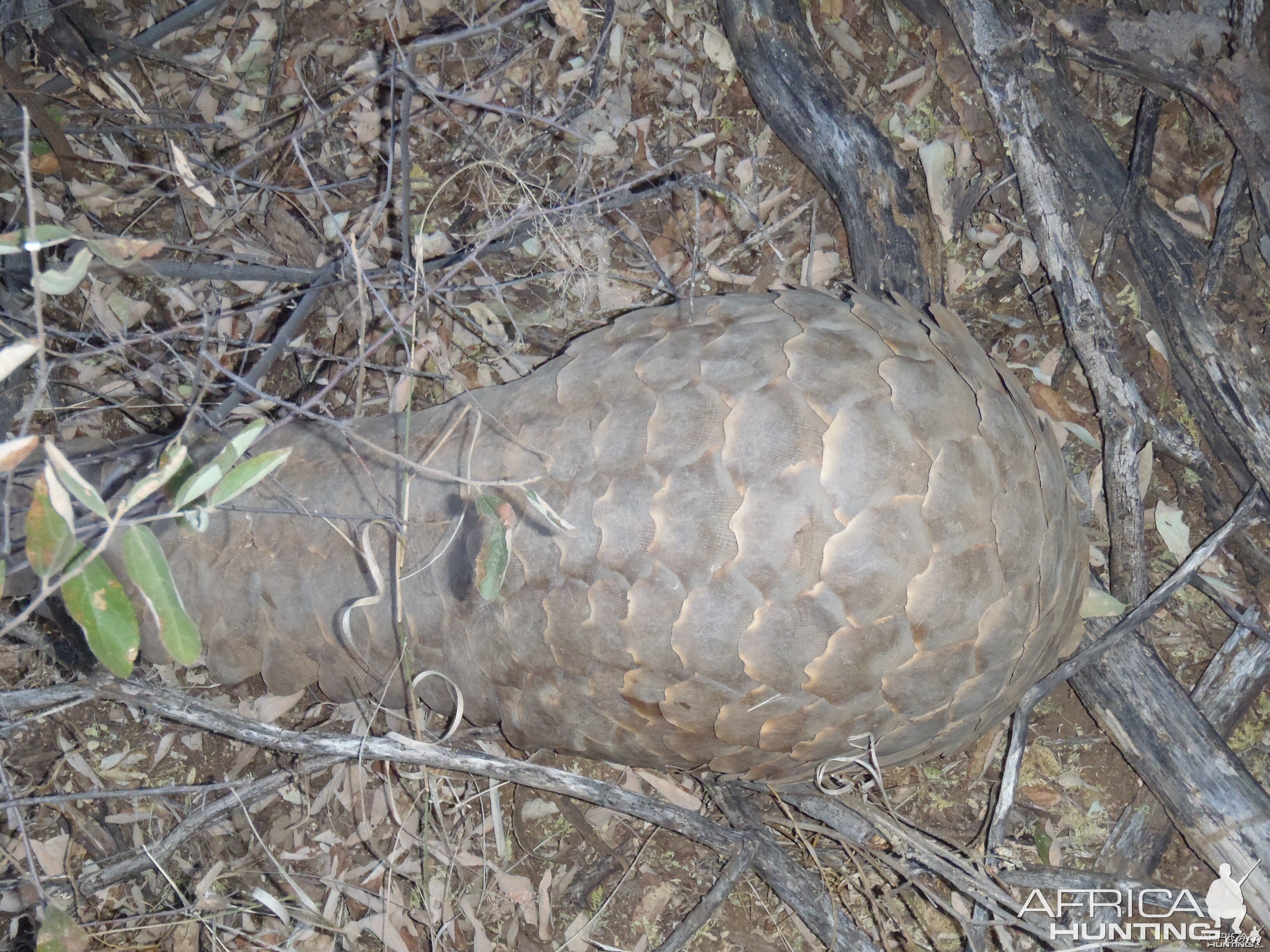 Giant Pangolin Namibia