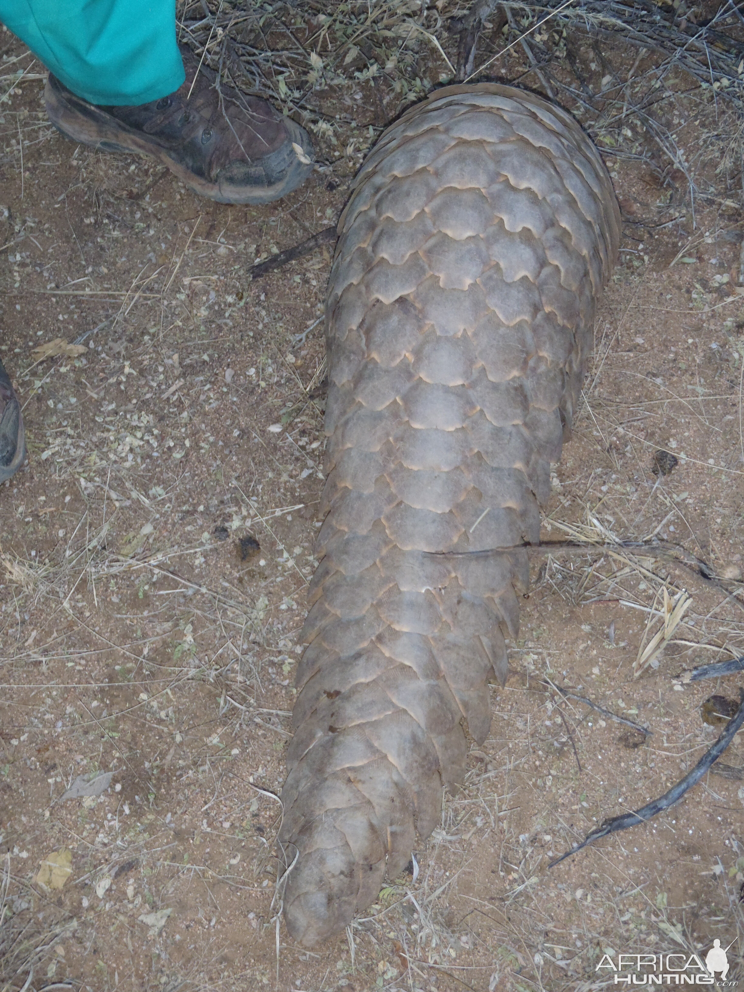 Giant Pangolin Namibia