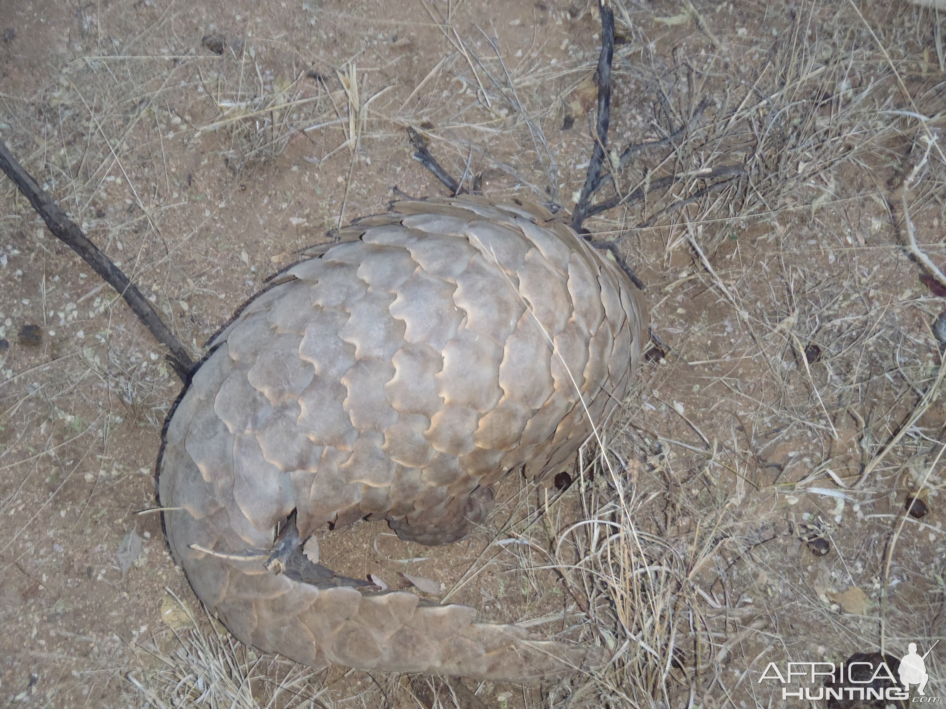 Giant Pangolin Namibia