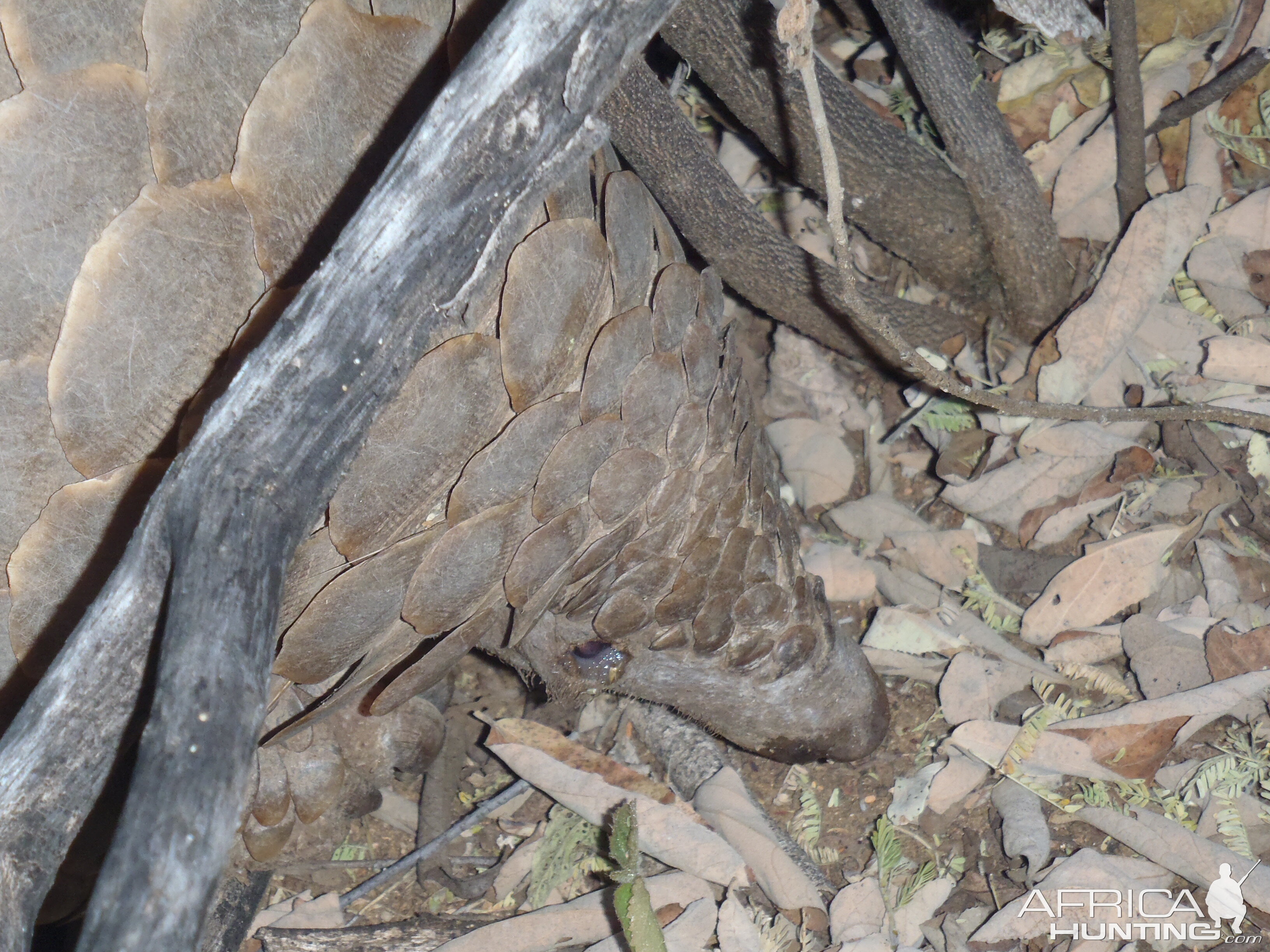 Giant Pangolin Namibia