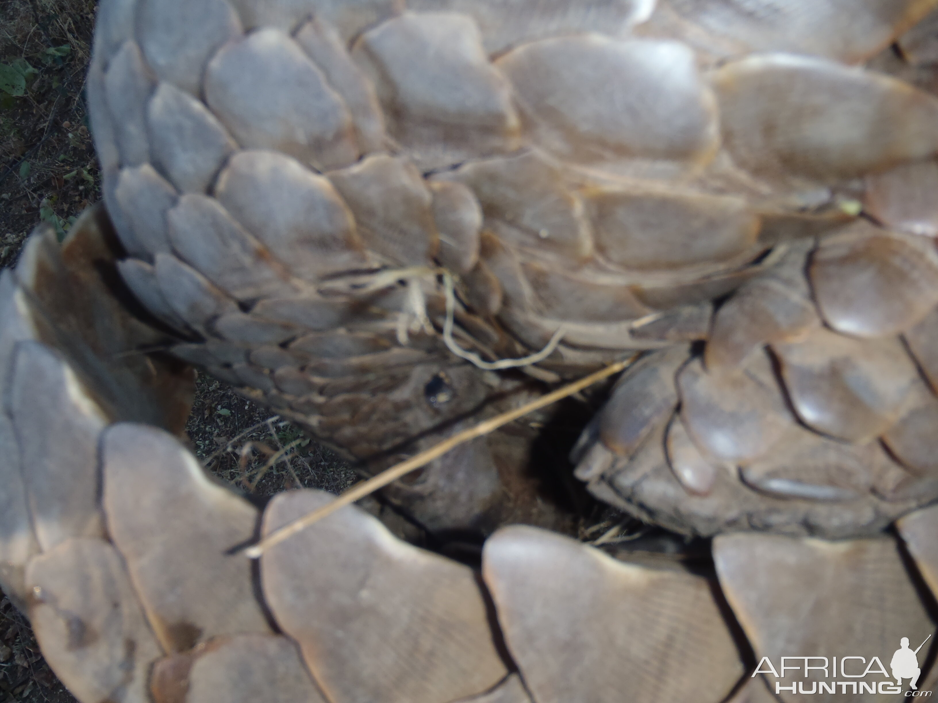 Giant Pangolin Namibia