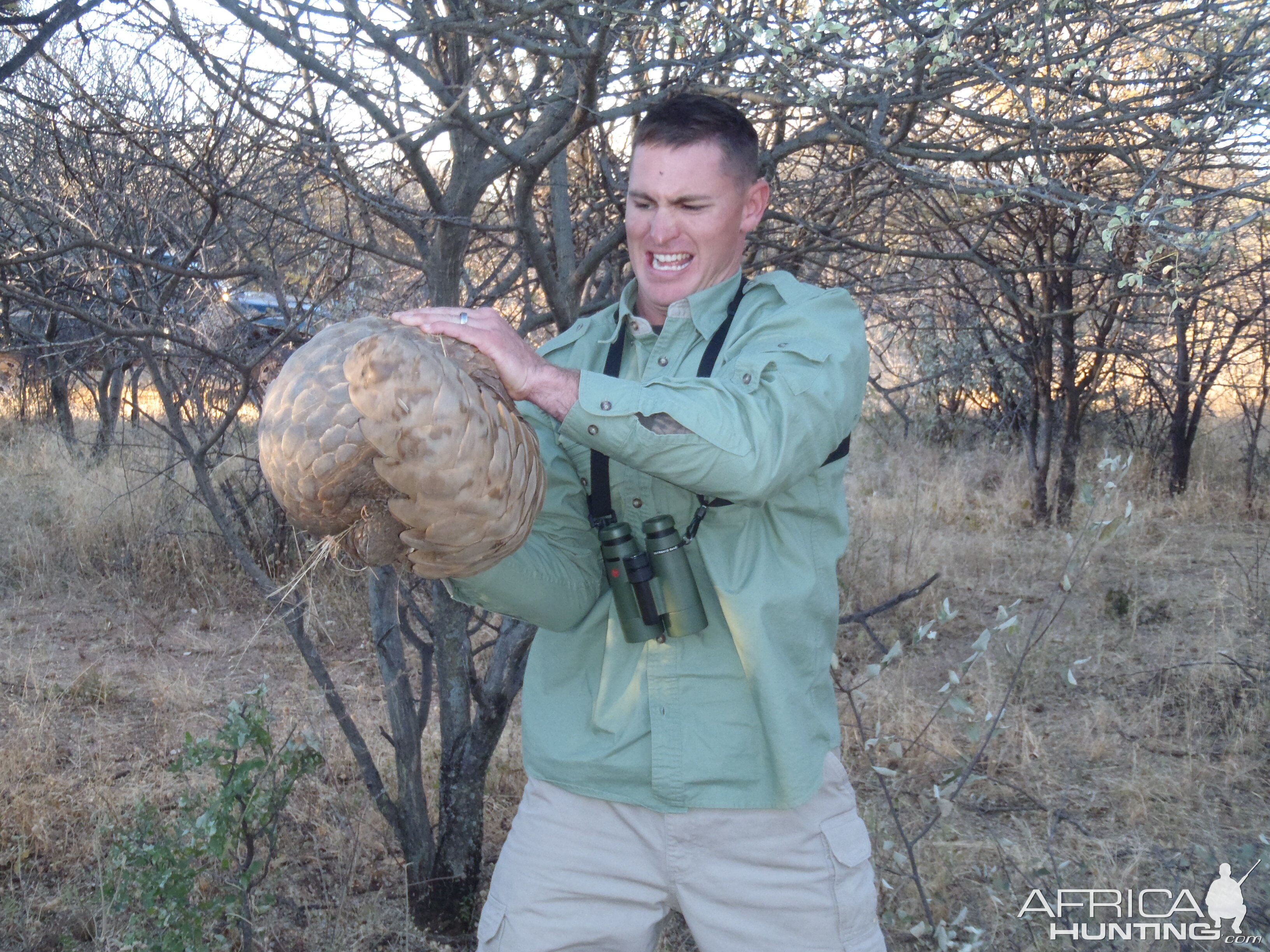 Giant Pangolin Namibia