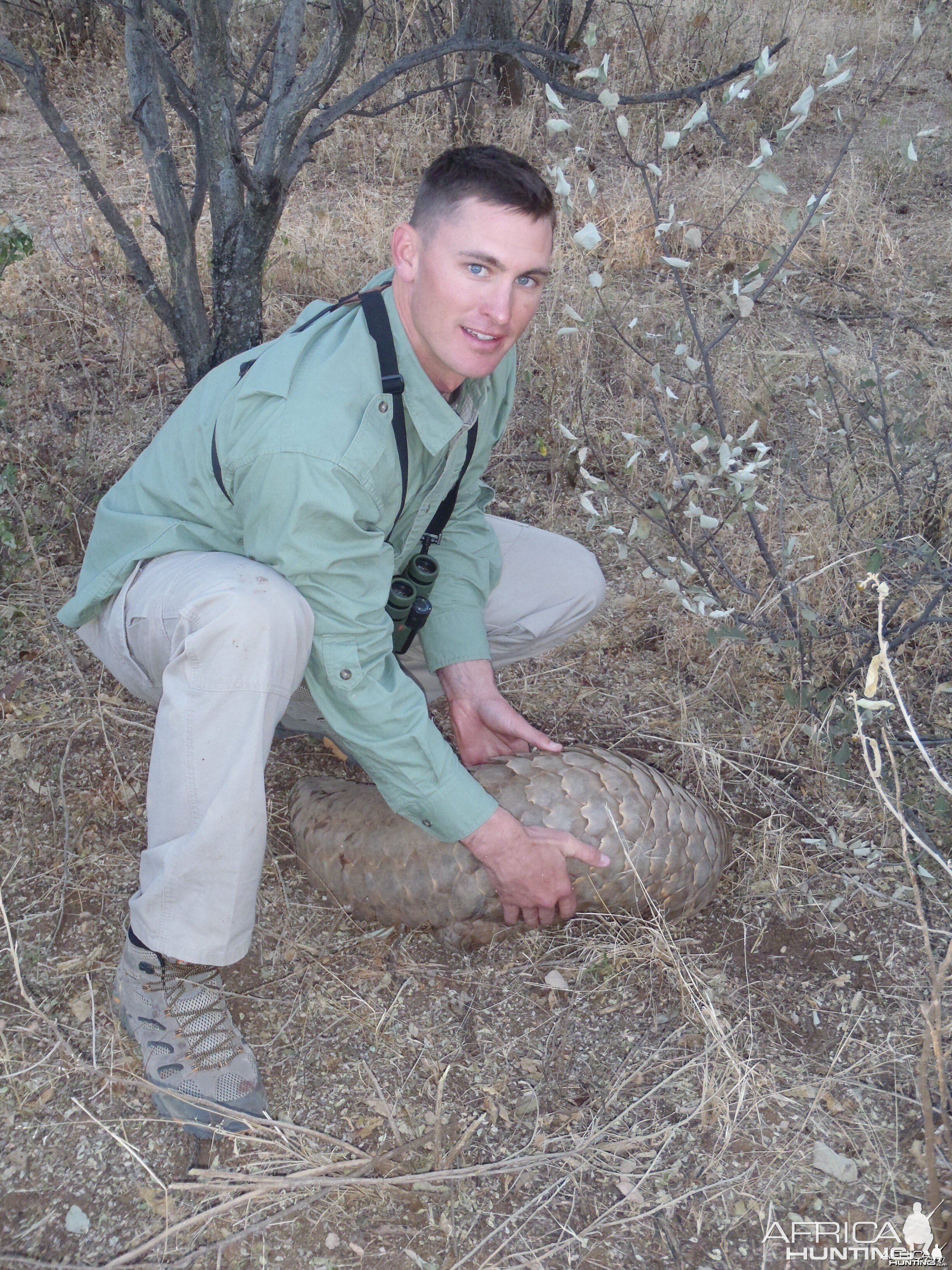 Giant Pangolin Namibia